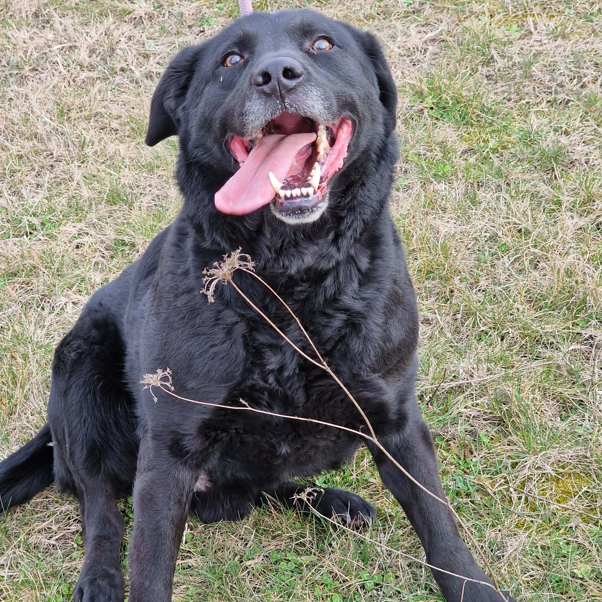 Aktiver Labrador „Blacky II“, ca. 2020/2021 geb., gut verträglich.