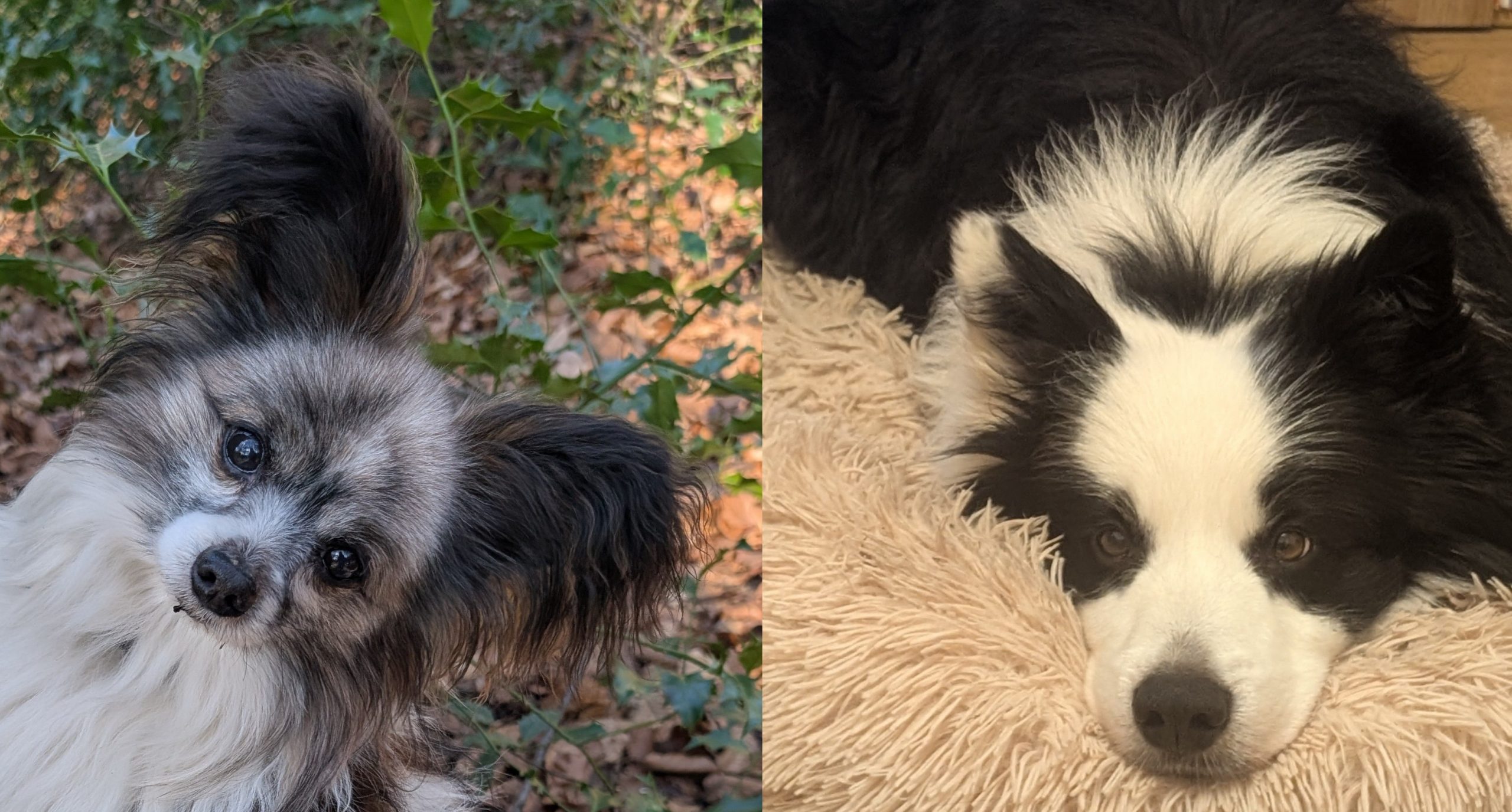 Lennox & Bounty suchen gemeinsam ein liebevolles Für-Immer-Zuhause.