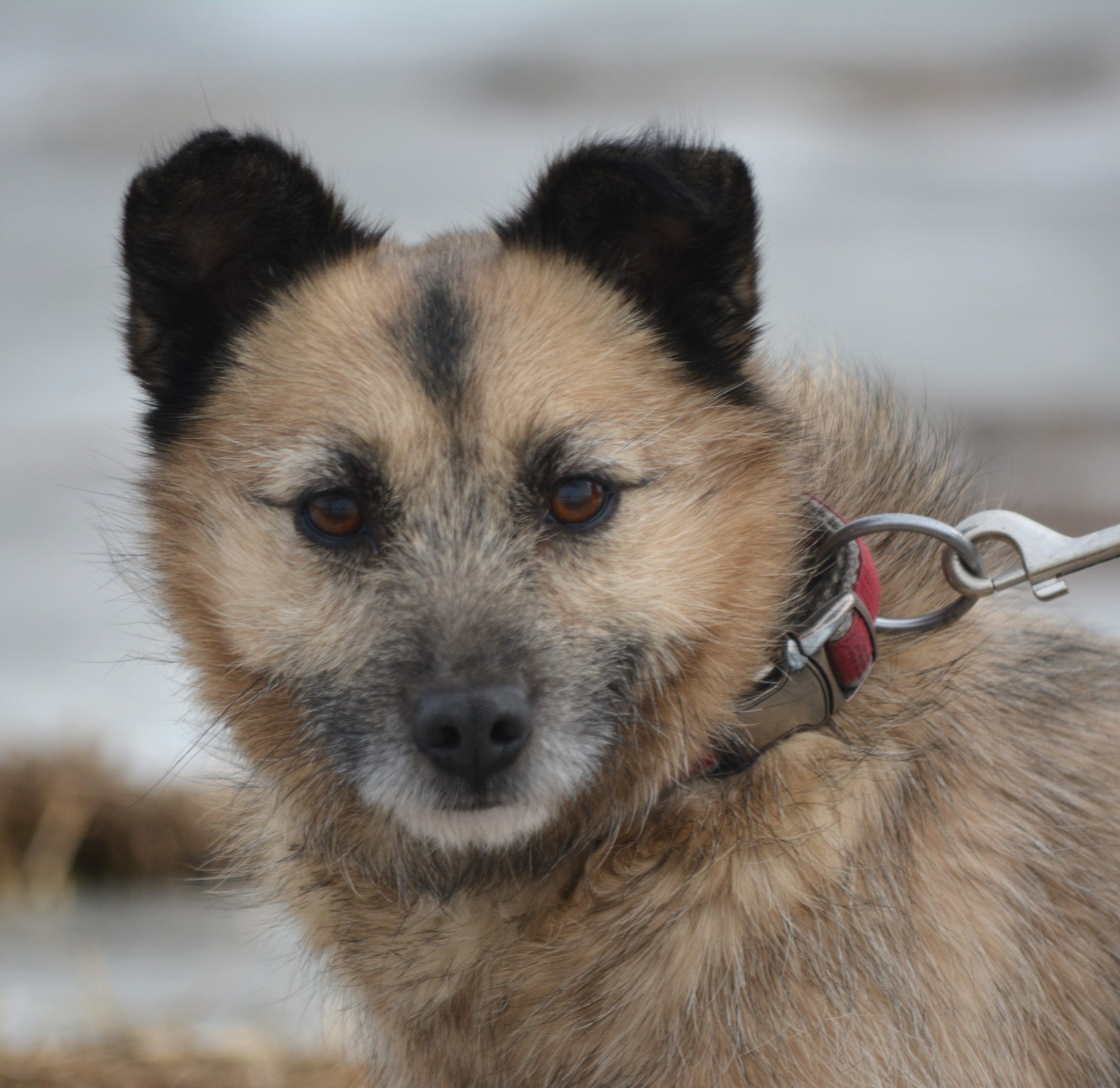 Kleine noch ängstliche Hündin „Dunia (DZIDZIA)“ sucht stabiles Zuhause. Ca. 2017/2018 geboren, ca. 30 cm groß.