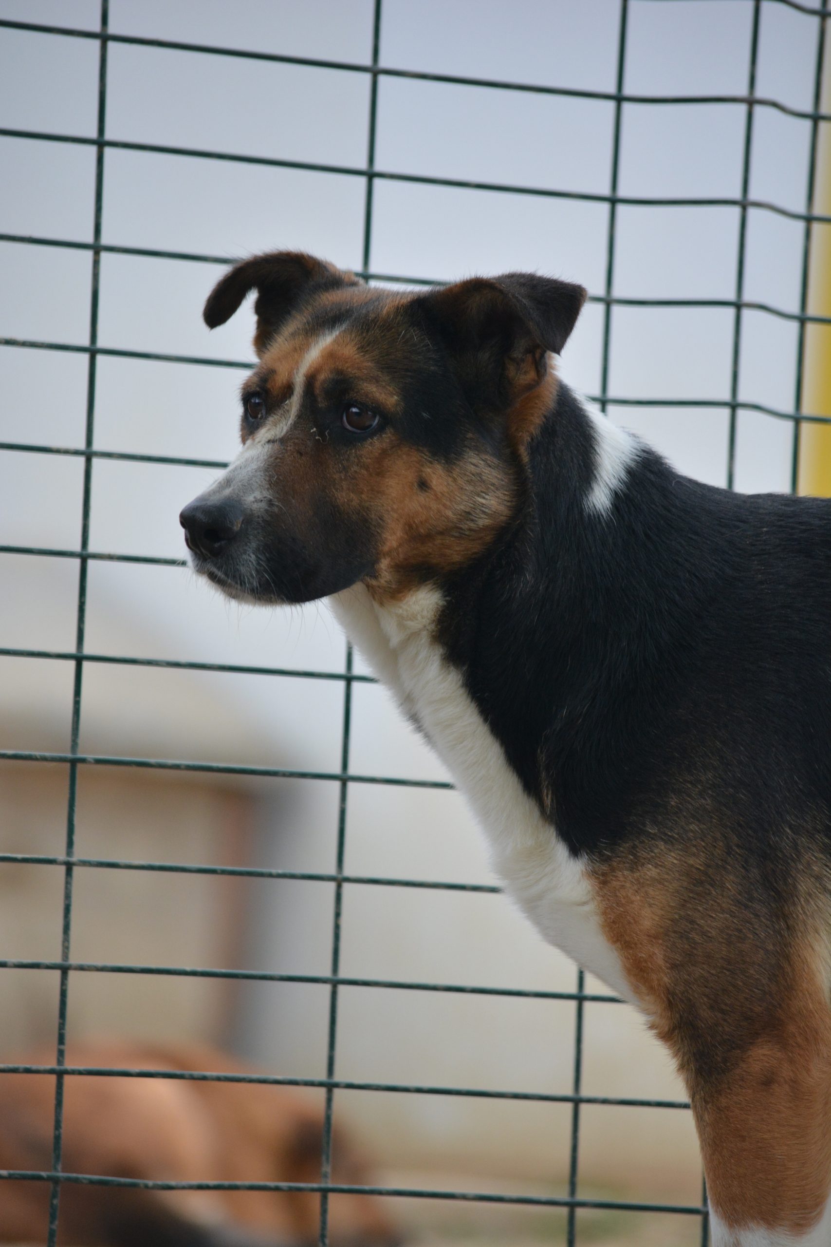 „Fee“, ca. 2022 geboren.