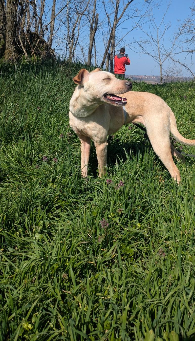 Hündin „Hunny“ ist eine liebe Labbi-Mixhündin, die 2023 geboren ist. Gut verträglich.