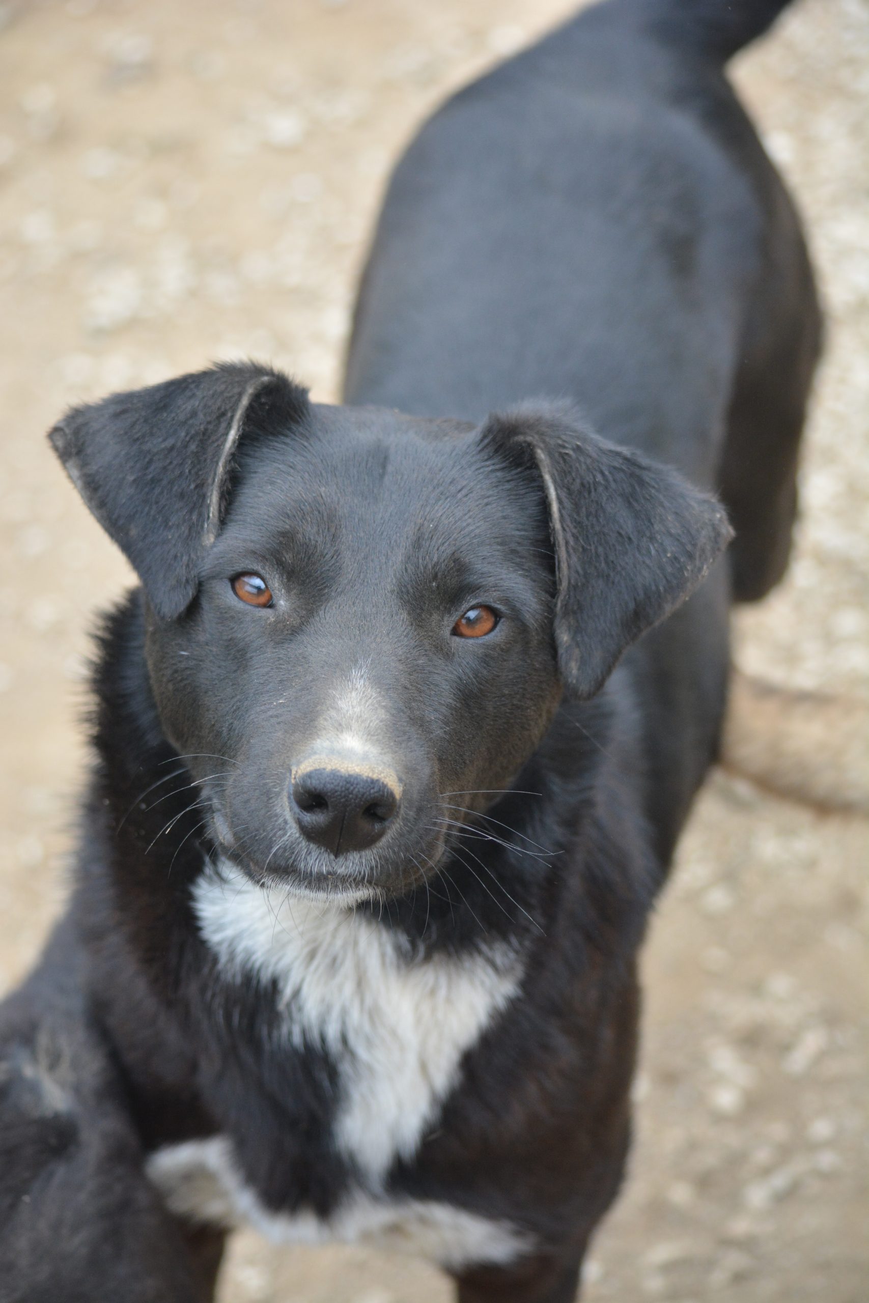 Ein Traum an Hündin – „Ida“, sehr gut mit Artgenossen verträglich, ca. 2023/2024 geboren.