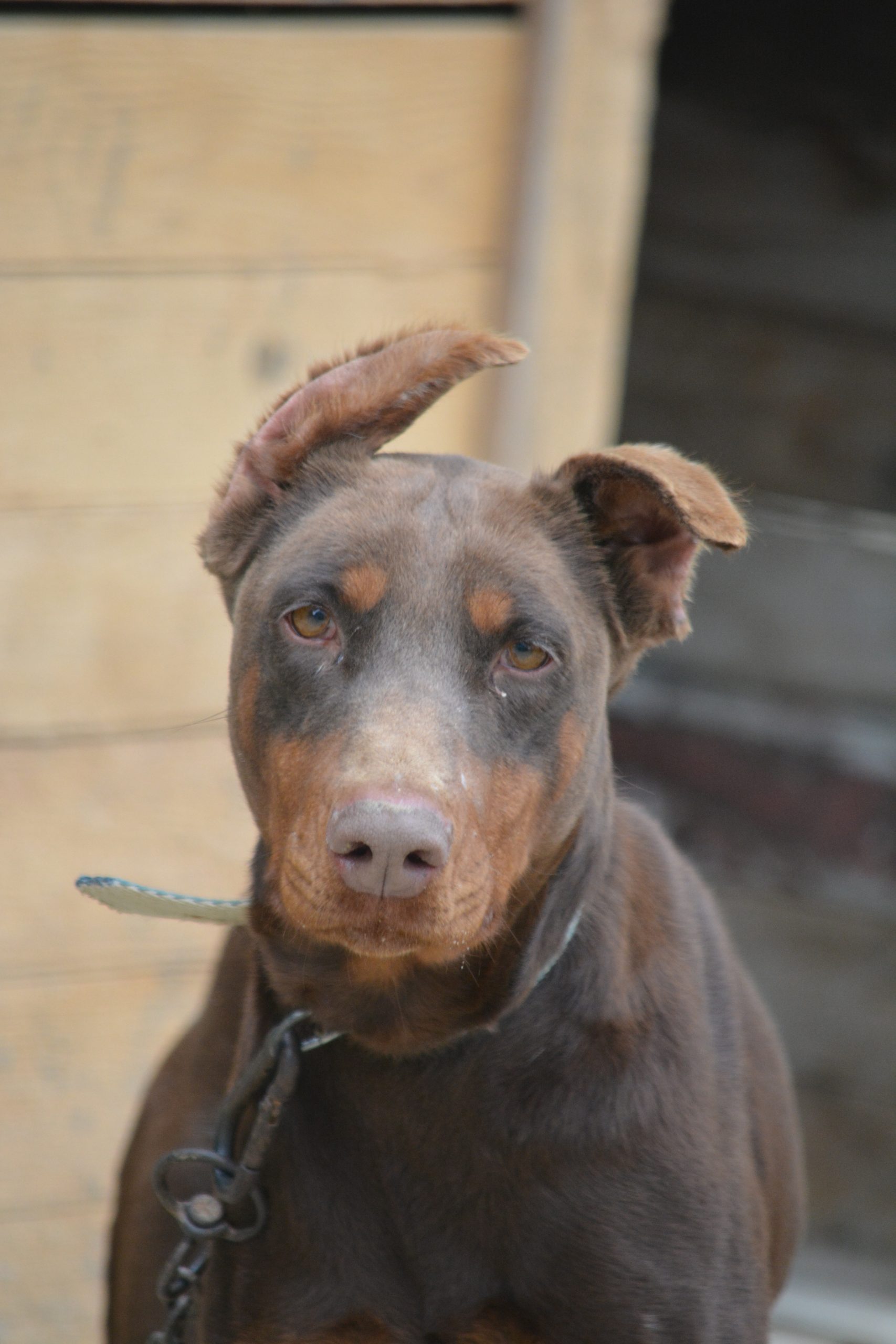 Ein Traum an Dobermann Hündin – „JESSICA“, ca. 2023/2024 geboren.