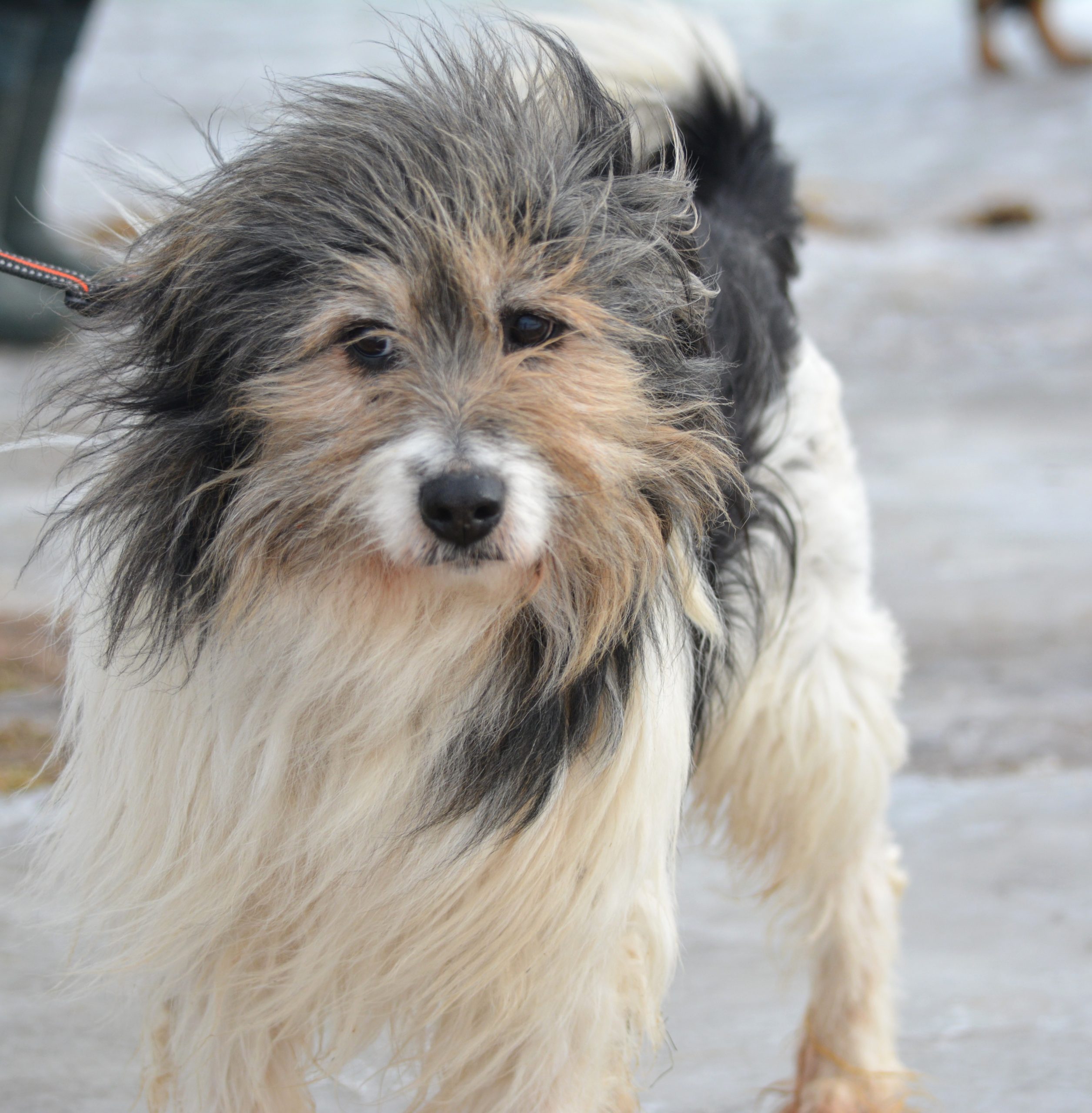 ***Reserviert*** Lieber, unkomplizierter Rüde „LUCEK“, ca. 2021/2022 geboren, gut verträglich, für Familien mit Kindern geeignet.