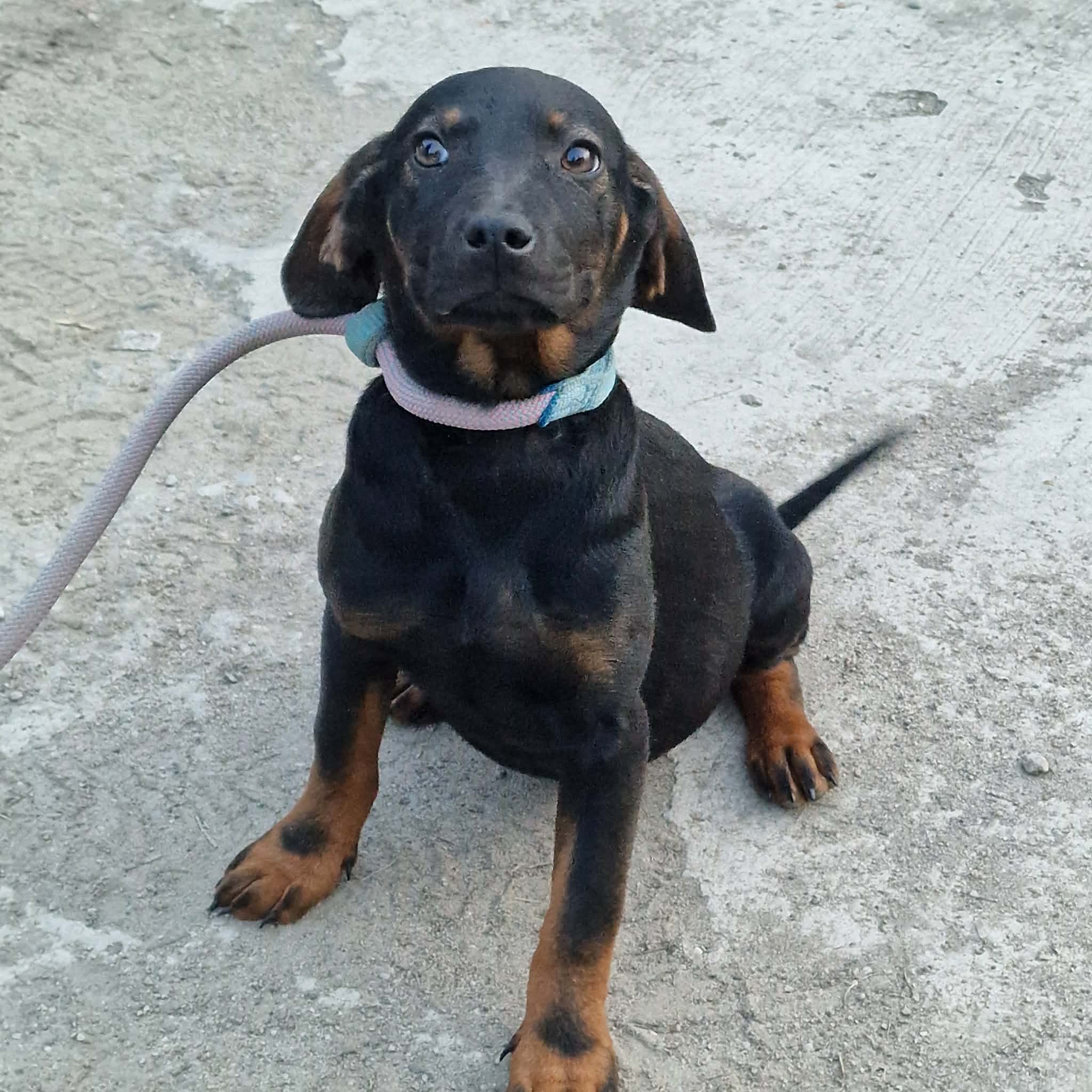 Liebes „Malinchen“ sucht eine Familie, geboren ca. 11/2025.