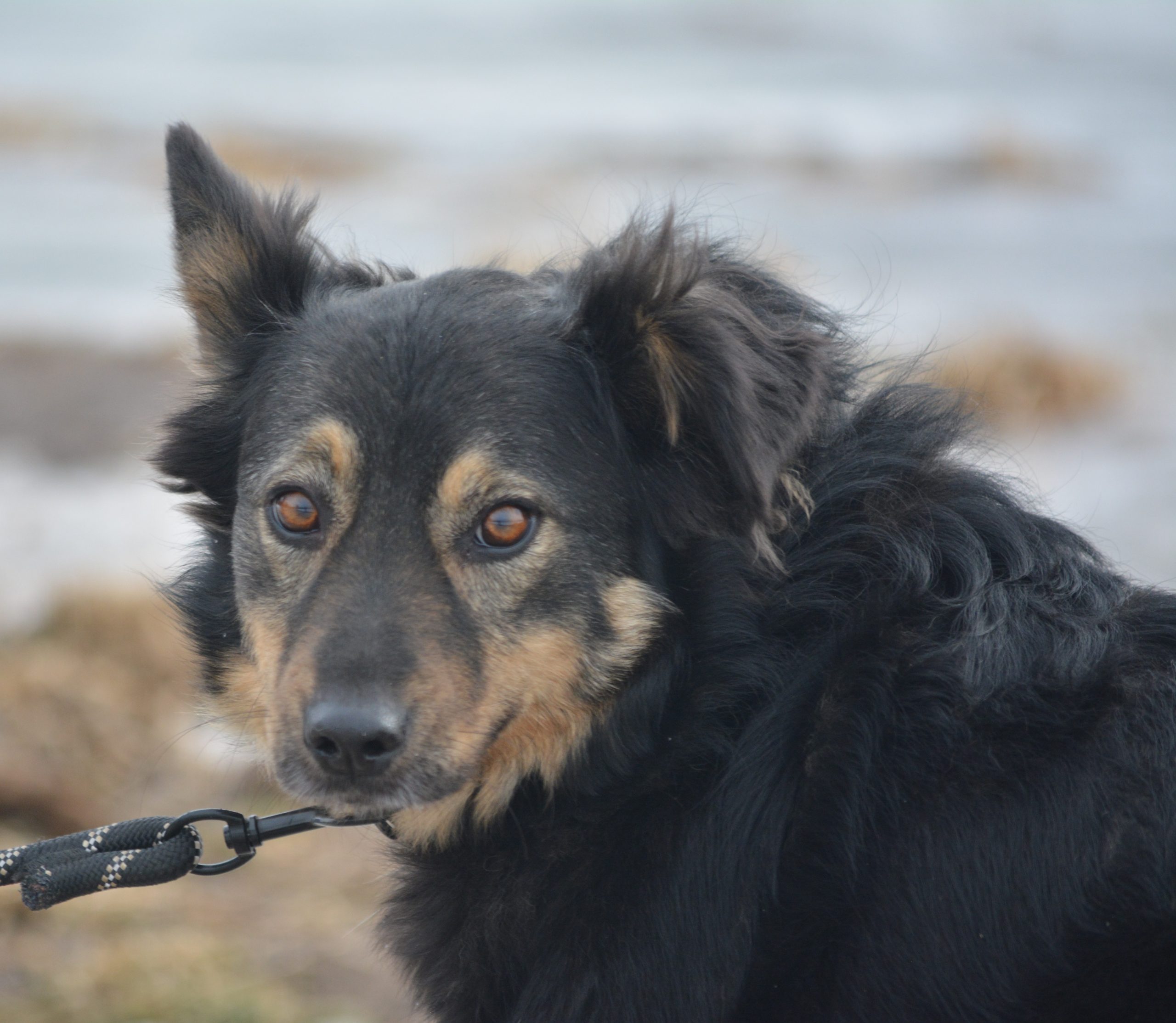 „Migotka“, sehr liebe und anhängliche Hündin, ca. 2023 geboren. Gut verträglich.