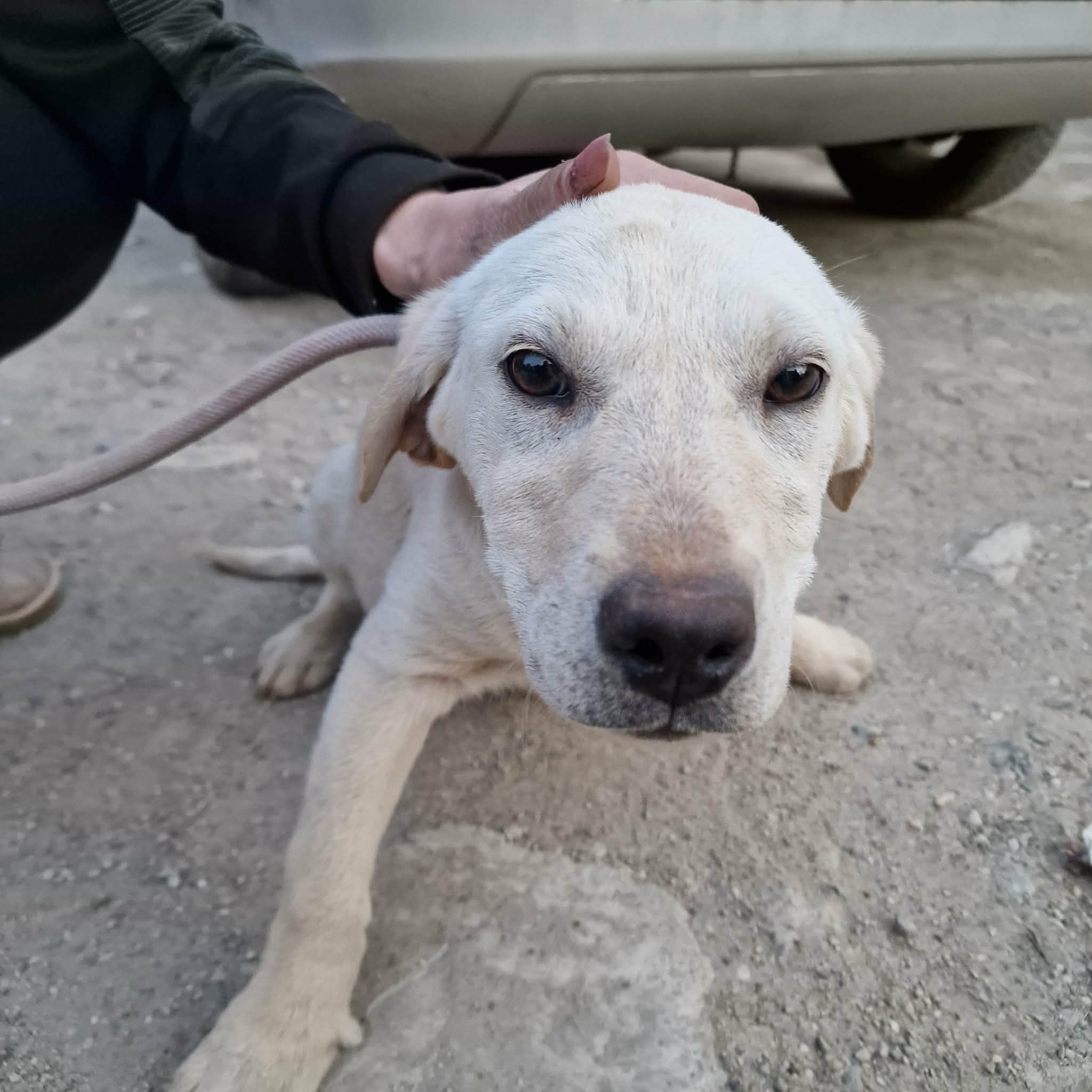 Liebe Hündin „MONI“ sucht eine Familie, geboren ca. 11/2025.