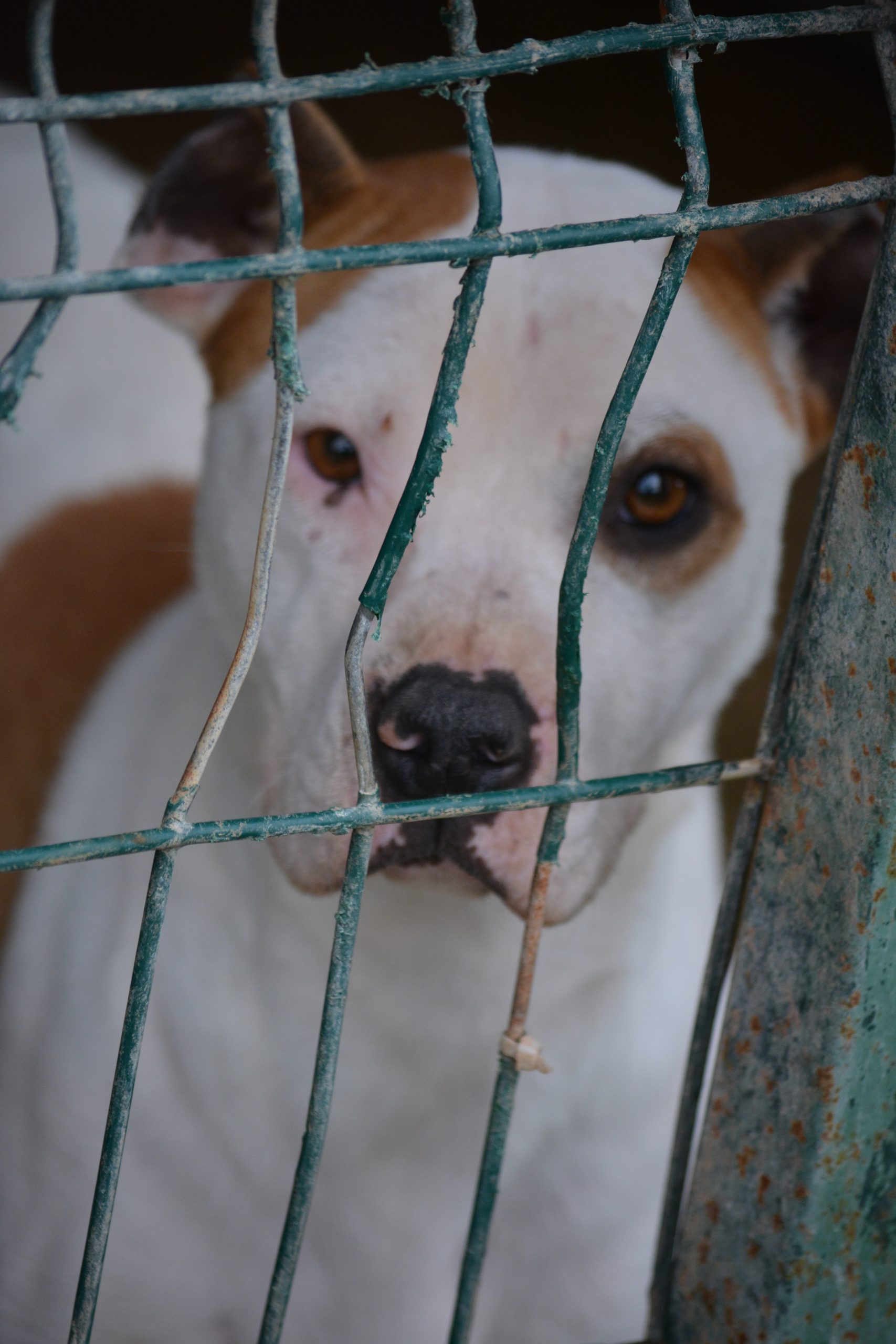 „Nabi“ (Vermittlung nicht nach Deutschland), ca. 2025 geboren.