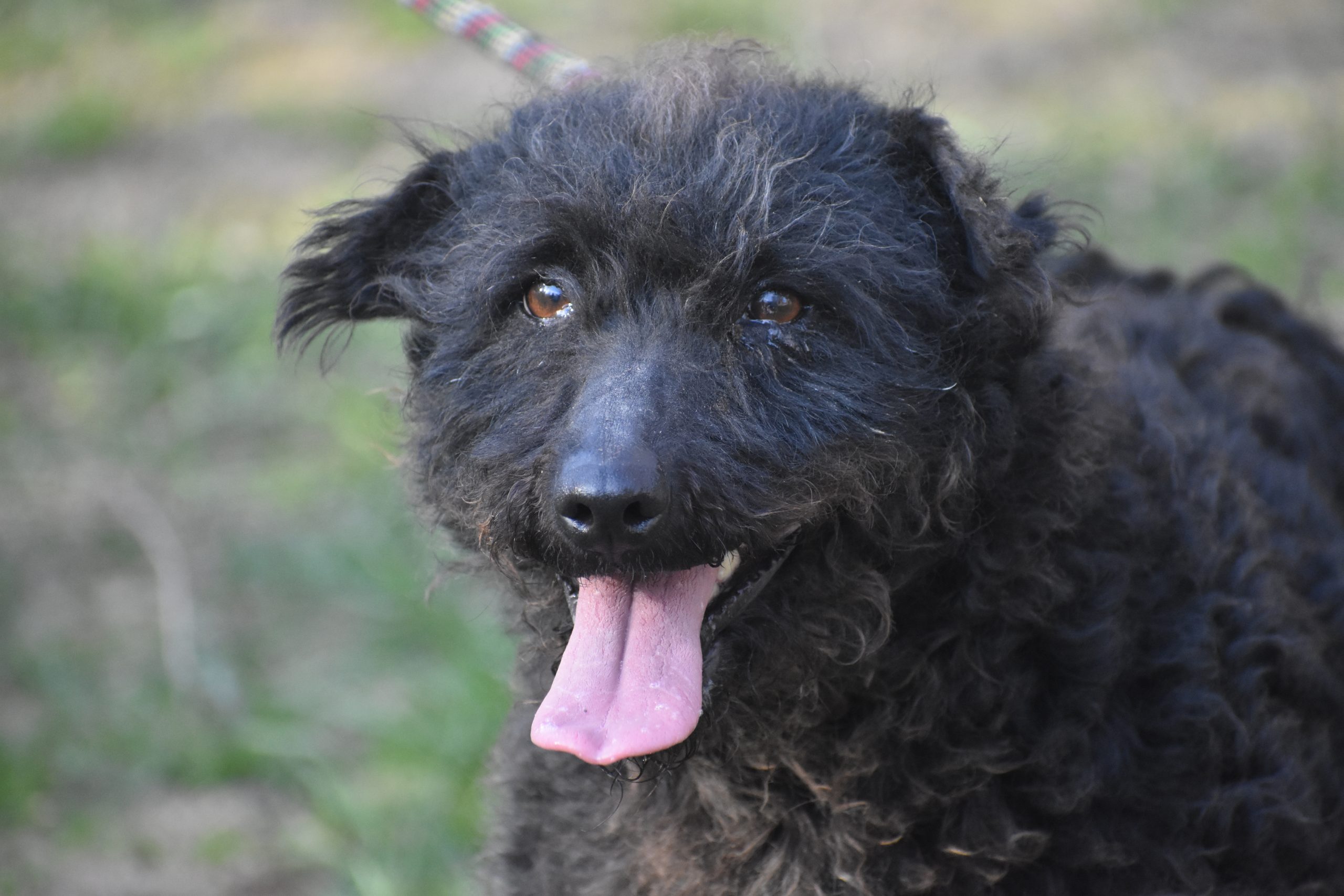 Liebe Mudi-Hündin „Olga“ sucht ein Zuhause, ca. 2018 geboren.