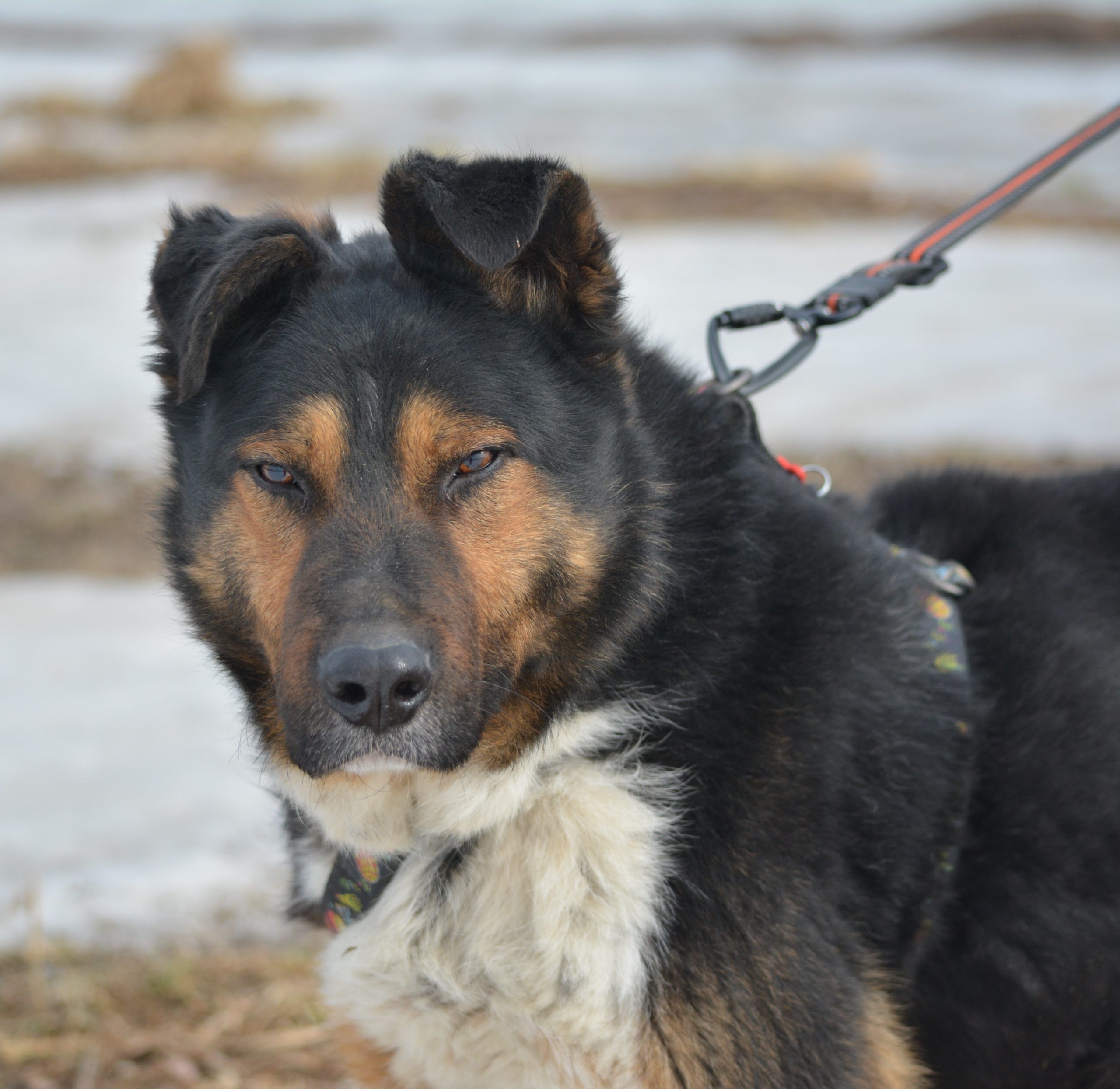 Hübscher Rüde „Patrick (PĄCZEK)“, ca. 2022/2023 geboren.