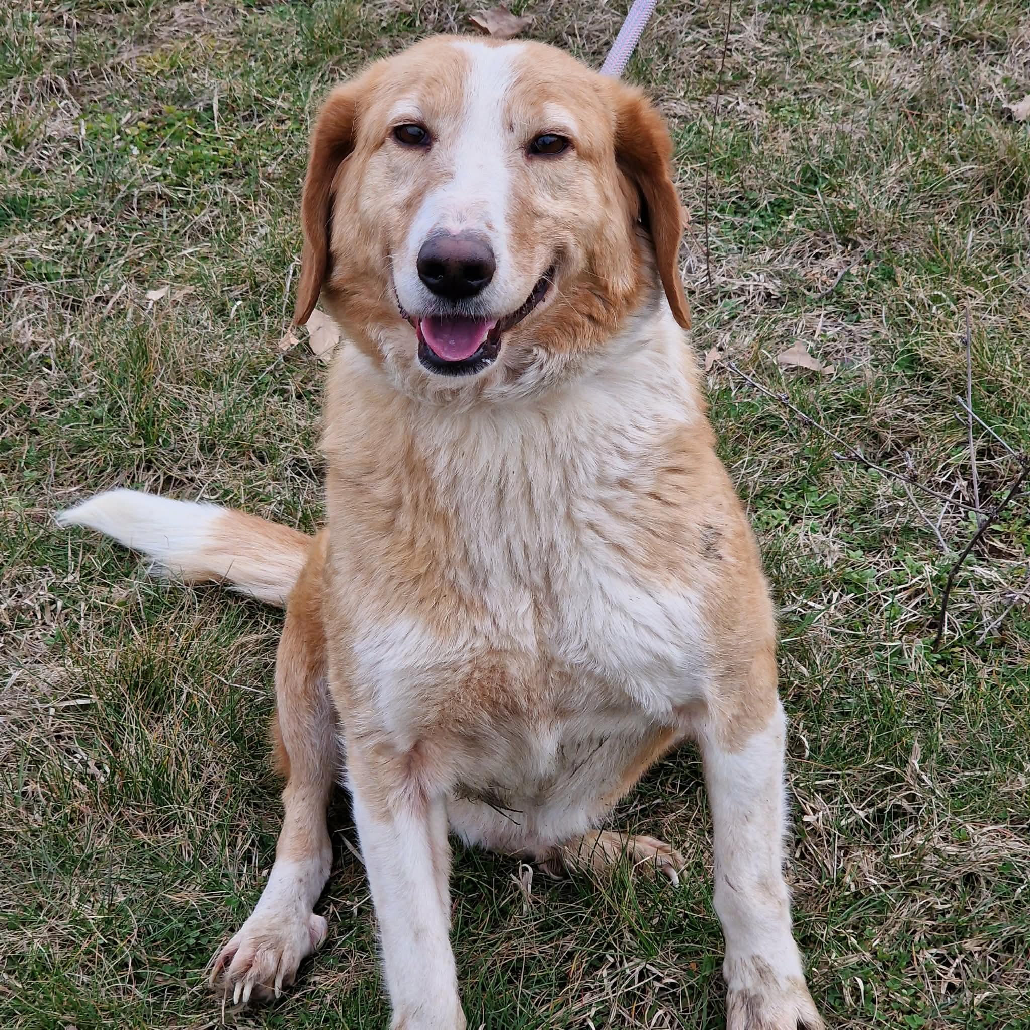 „Percy“, ca. 2021 geb., sehr lieb, sucht liebes Zuhause, Mischling.