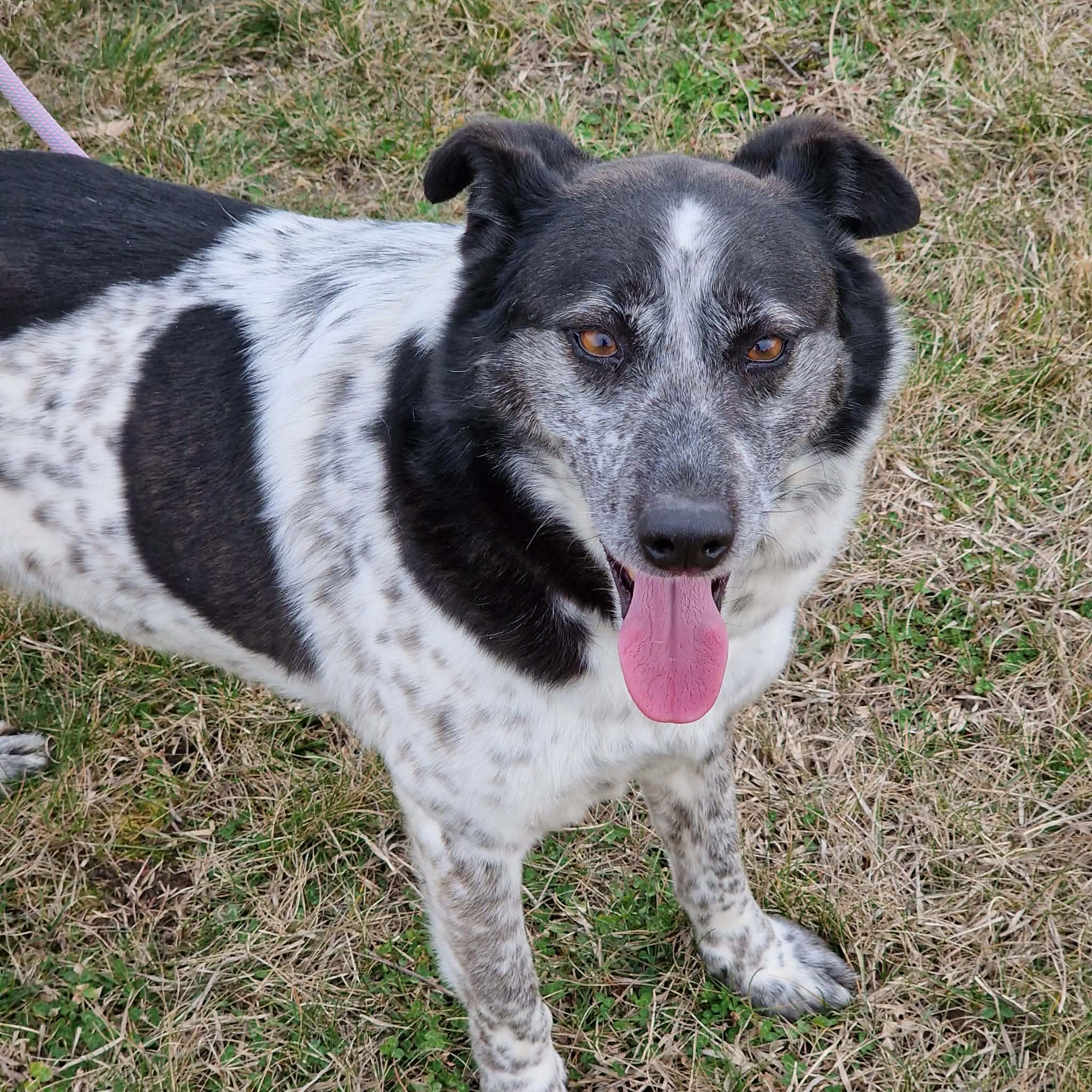 Menschenbezogener und anhänglicher Rüde „Rajko“, ca. 2020 geb.