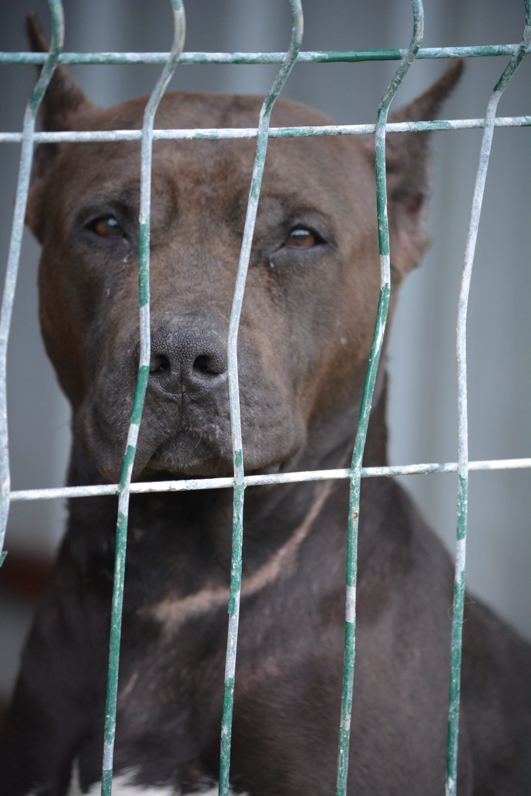 „Rana“ (Vermittlung nicht nach Deutschland), ca. 2022 geboren.