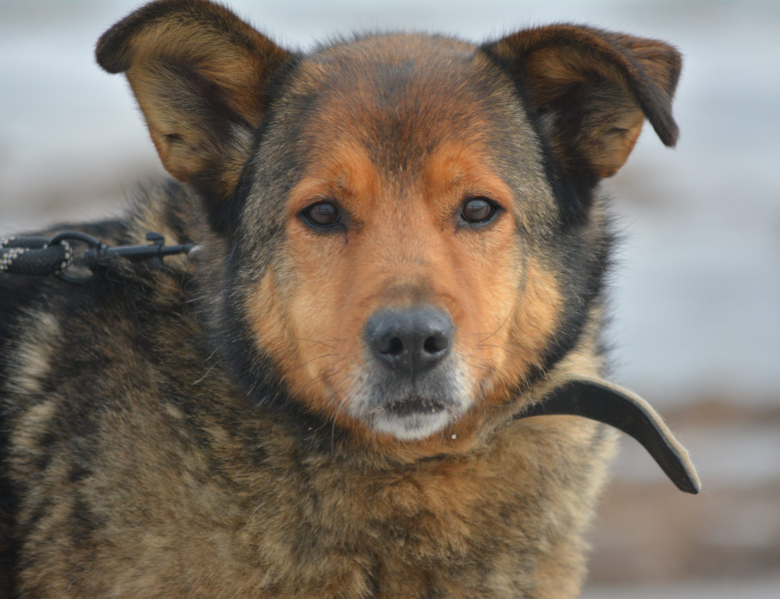 „RITKA“, sehr liebe und anhängliche Hündin. Sucht einen Platz wo sie geliebt wird. Gut verträglich.