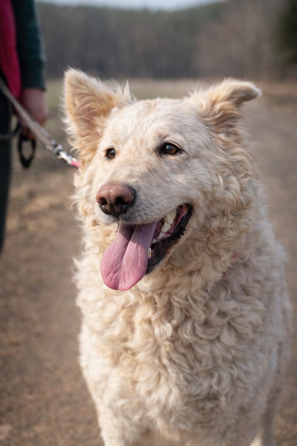 „SALSA“, sehr liebe und anhängliche Hündin. Sucht einen Platz wo sie geliebt wird. Gut verträglich.