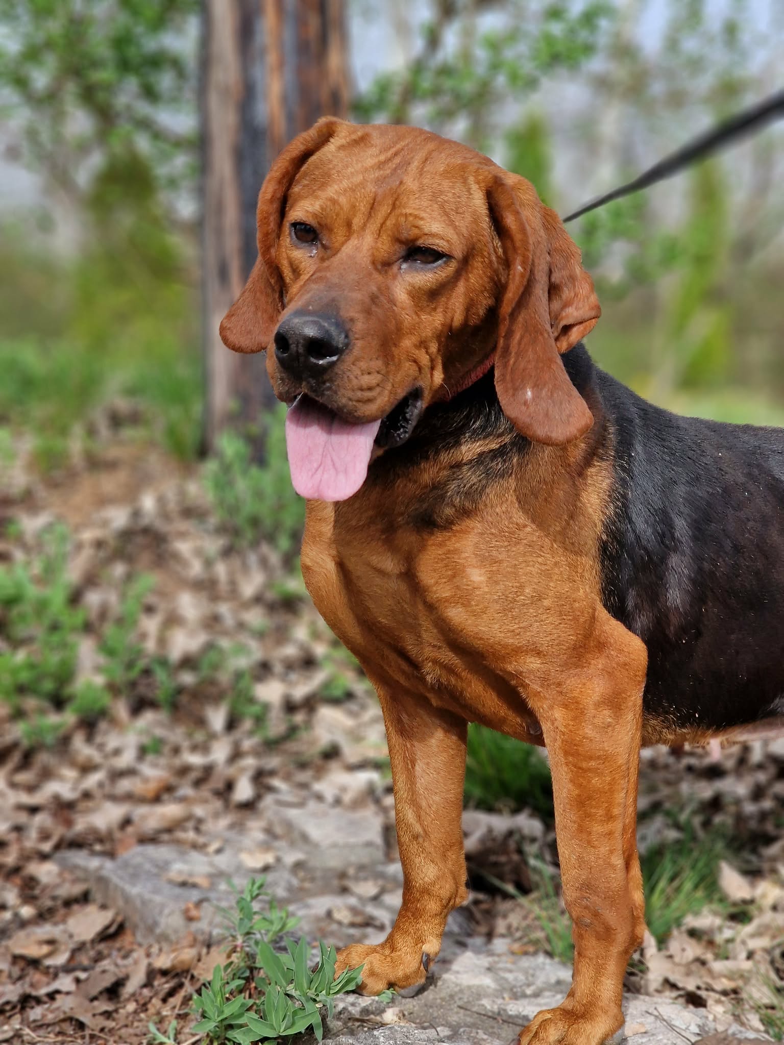 Liebe und verschmuste Hündin „Selma“, Bracken-Laufhund Mischling, ca. 2020 geboren, sucht dringend. Kommt nicht klar im Tierheim, leidet sehr