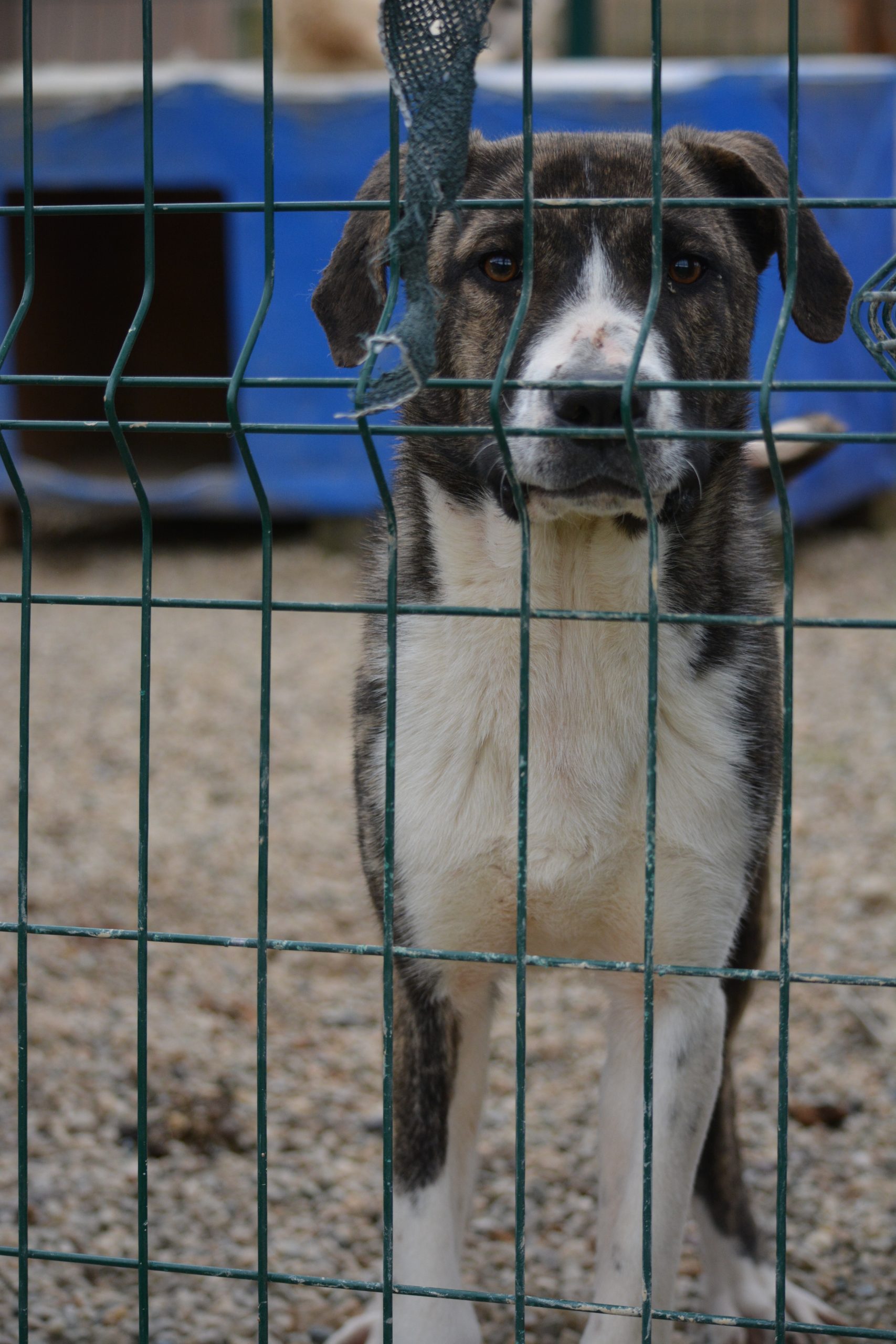 „Sira“, ca. 2025 geboren.