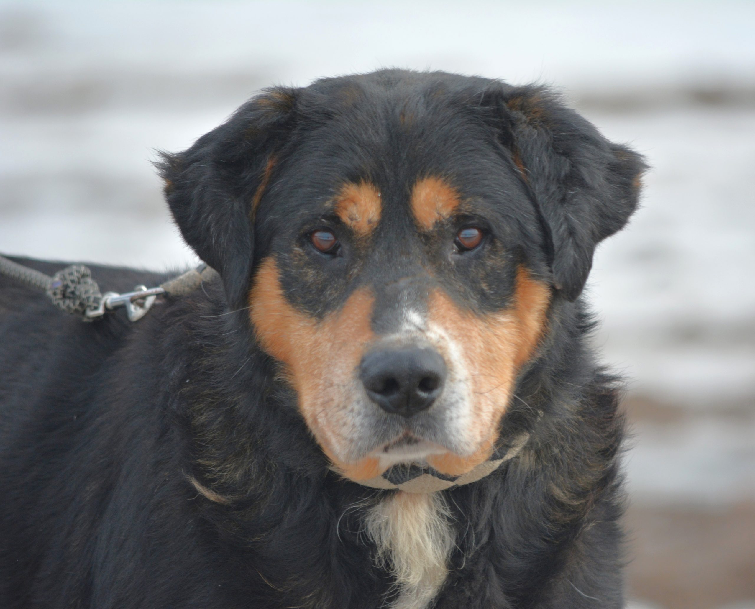 „TIMON“ sucht ein ruhiges Zuhause, ca. 2020/2021 geboren.