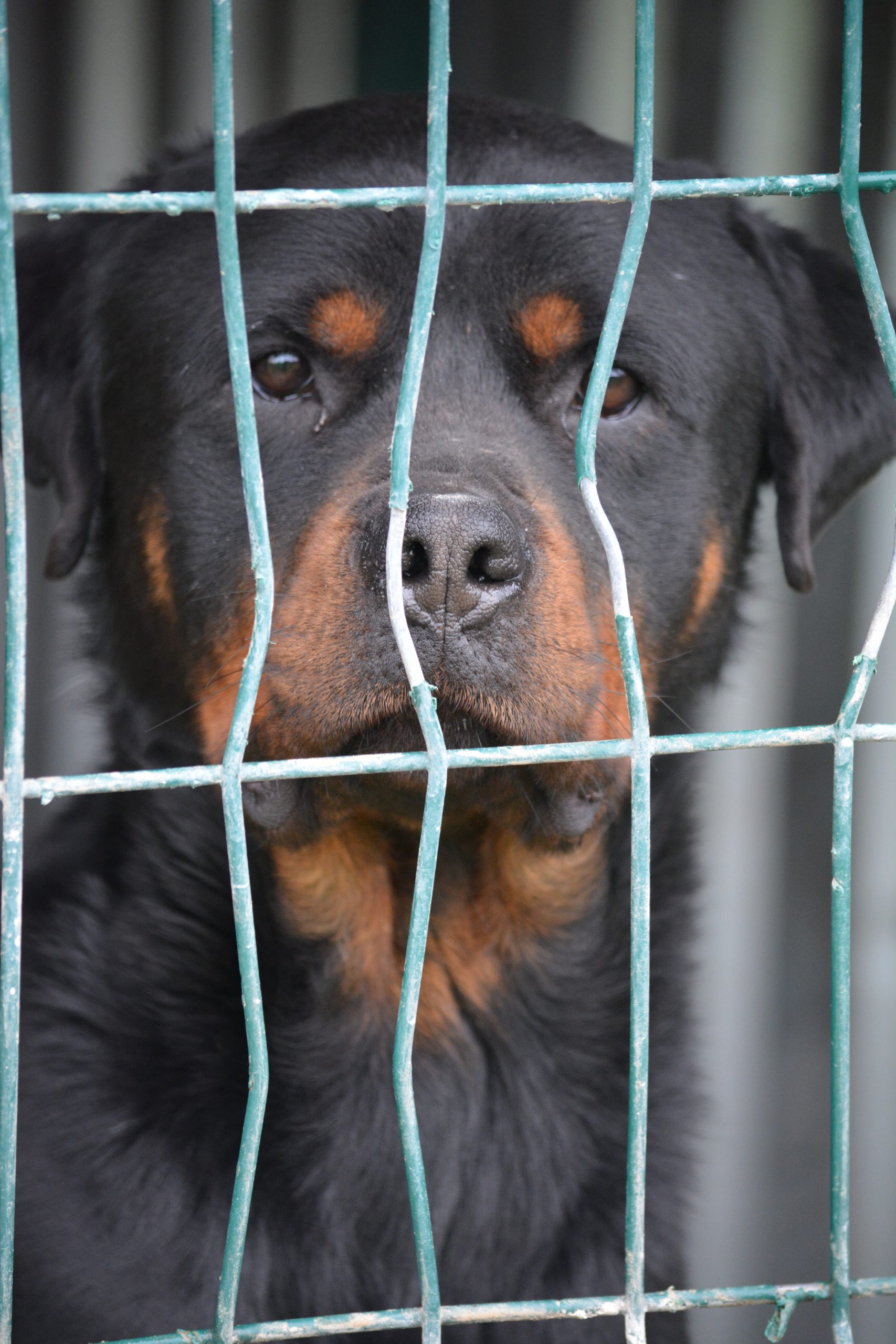 „Zeus“, ca. 2022 geboren.