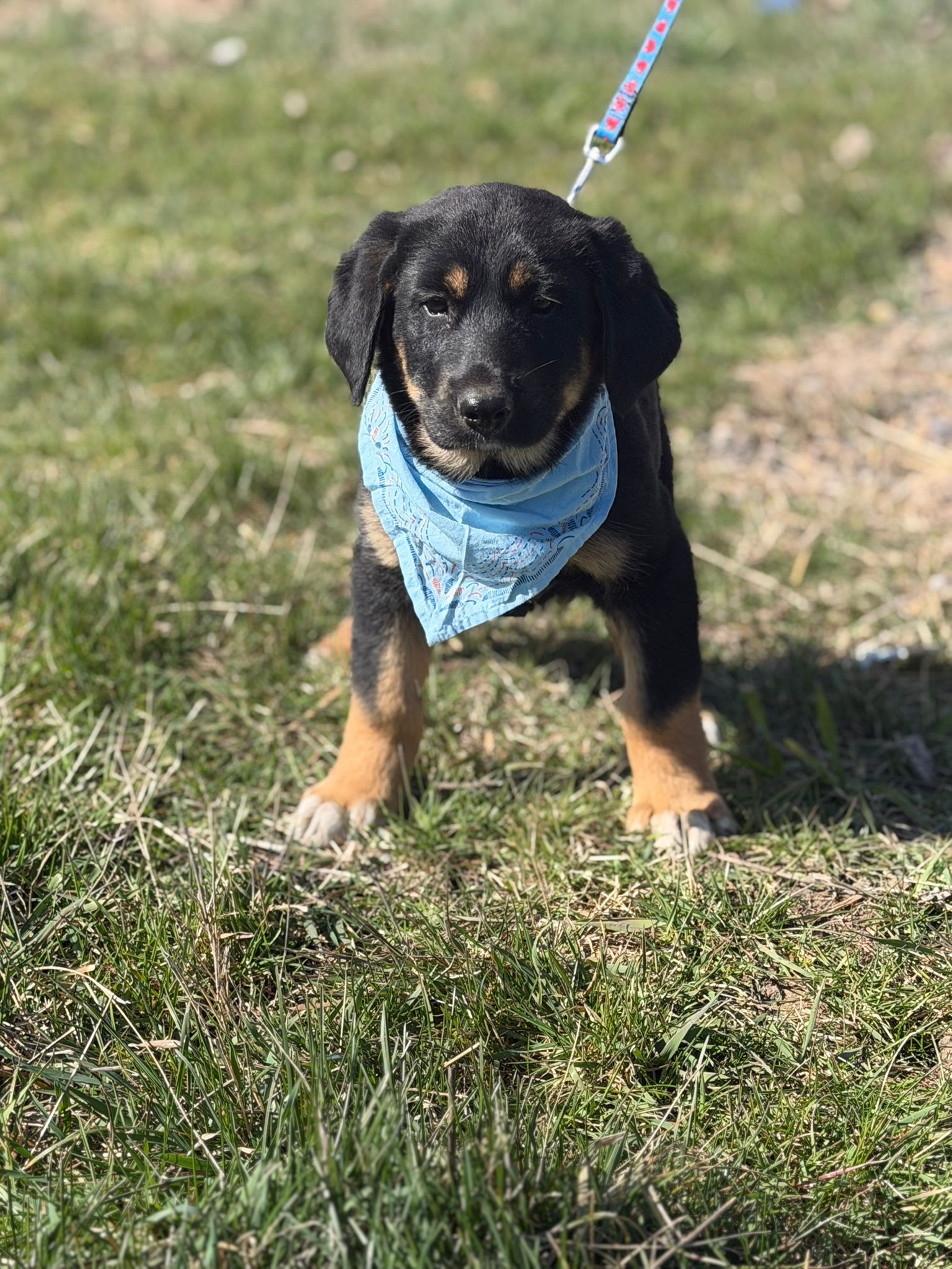 Kleiner Rüde „Anton“ sucht ein liebevolles Zuhause, ca. 12.2025 geboren.