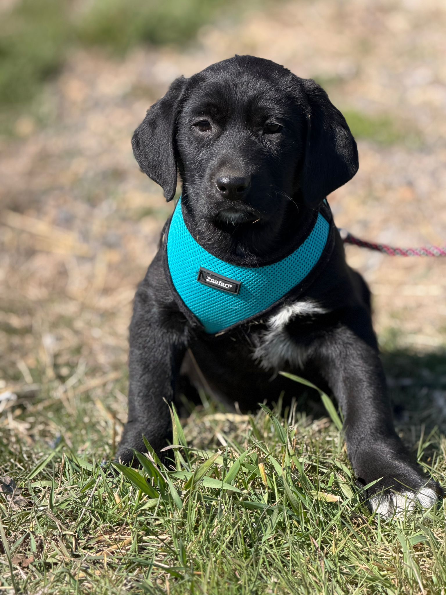 Kleiner Rüde „Bernie“ sucht ein liebevolles Zuhause, ca. 12.2025 geboren.