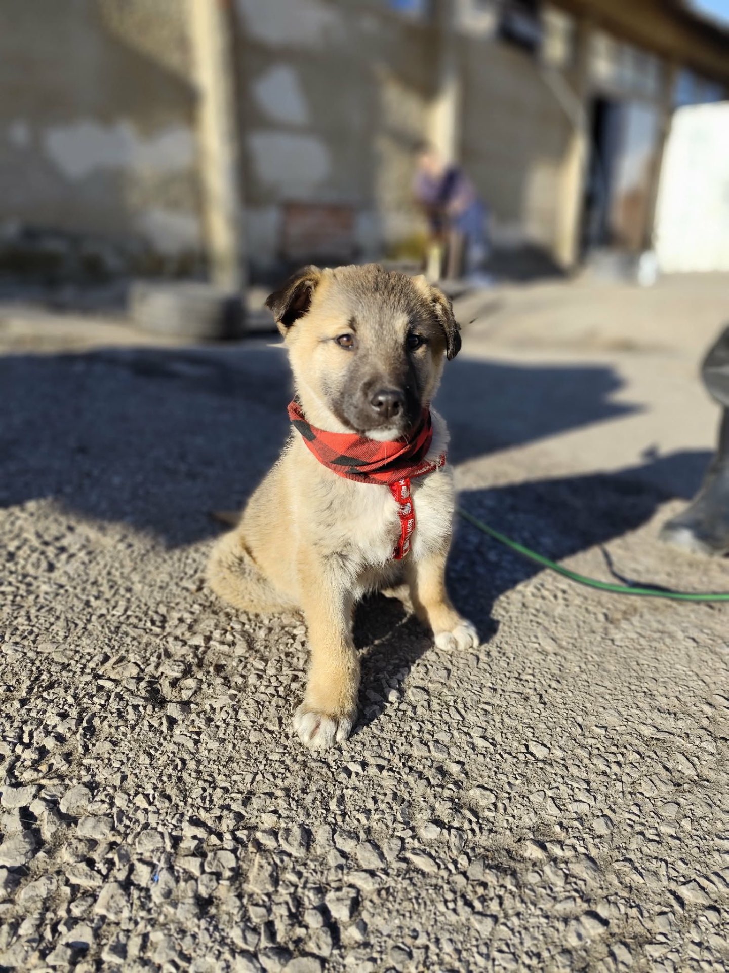 Kleine Hündin „Cintia“ sucht ein liebevolles Zuhause, ca. 12.2025 geboren.