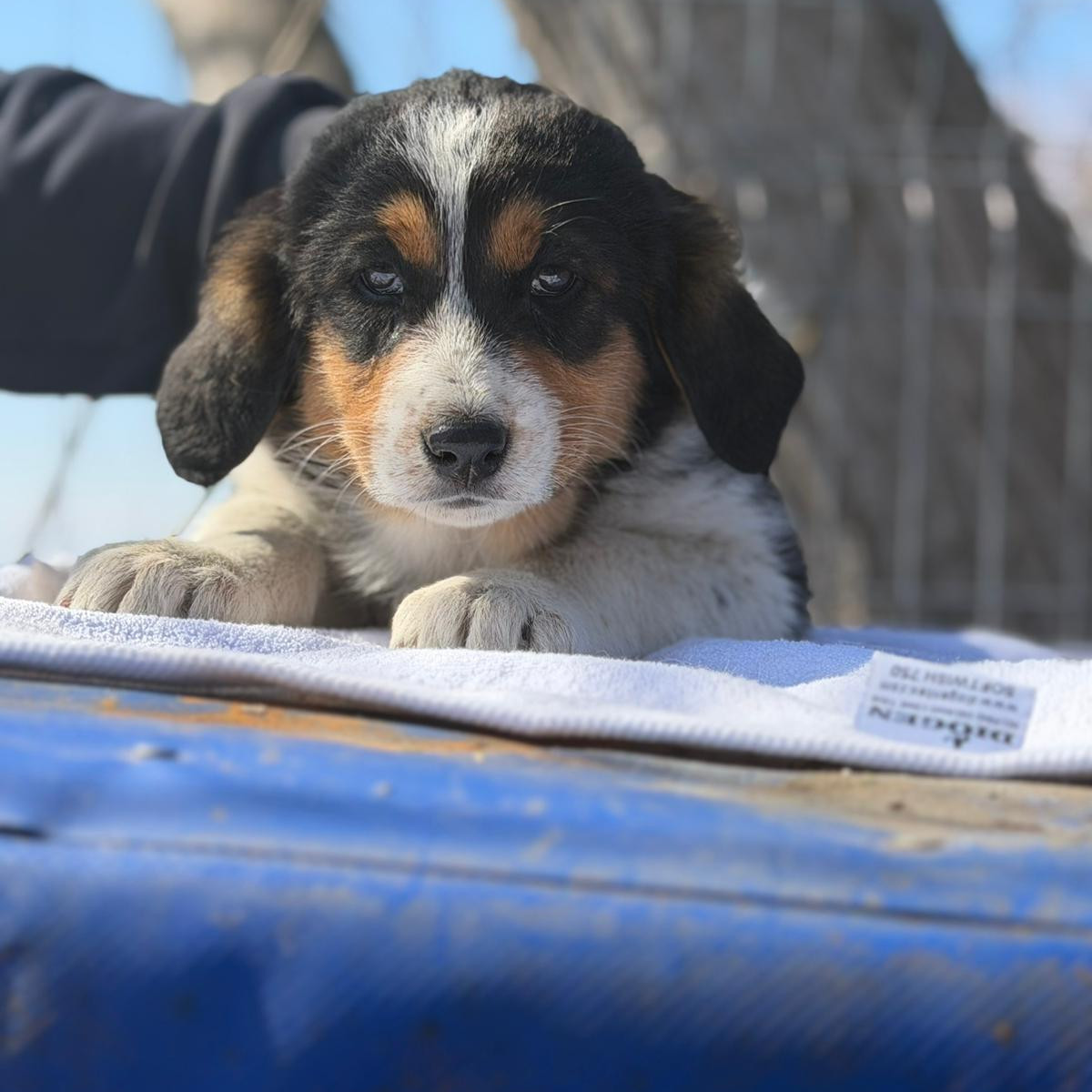 Kleine Hündin „Ella“ sucht ein liebevolles Zuhause, ca. 12.2025 geboren.
