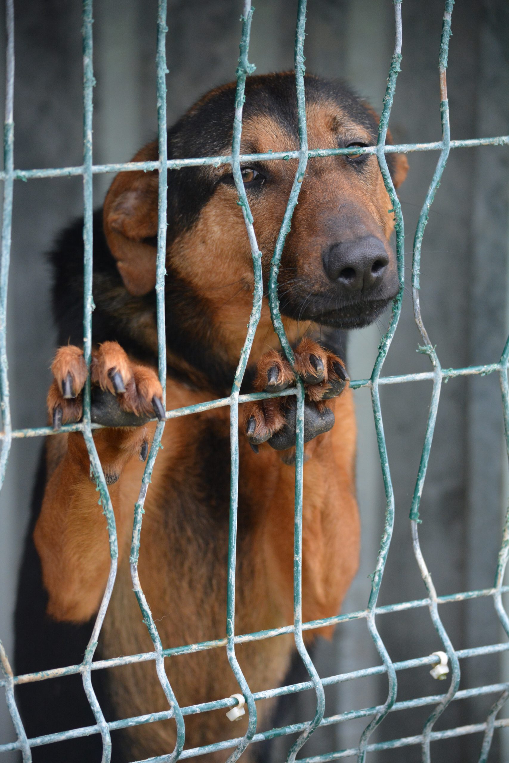 „Alina“, ca. 2021 geboren, sehr sanft und ruhig.