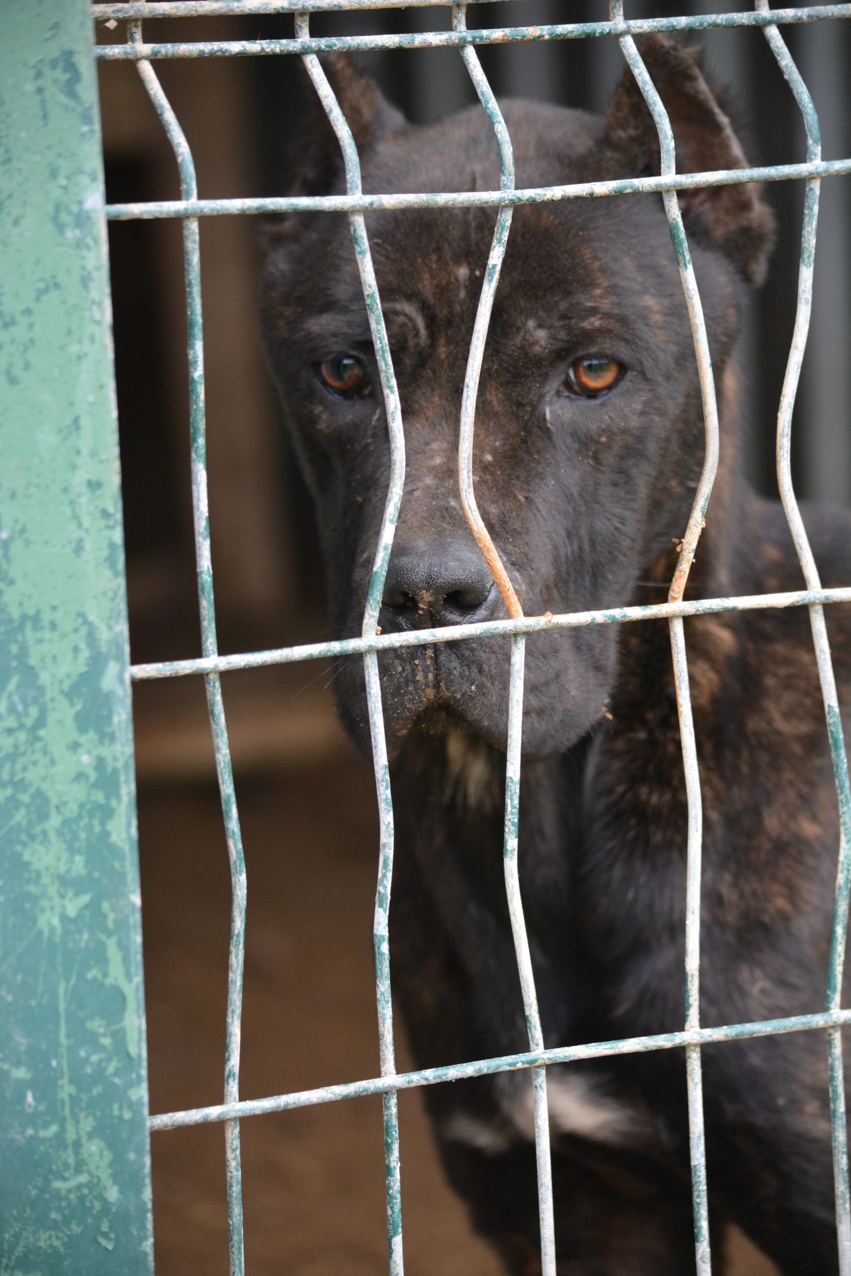 Hündin „AMBER“, ca. 2022 geboren.