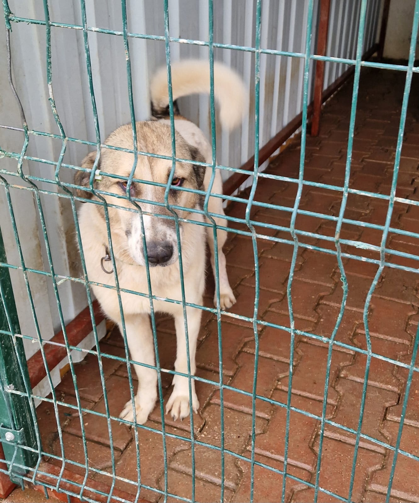 „Angel“, ca. 2021 geboren, sehr sanft und ruhig.