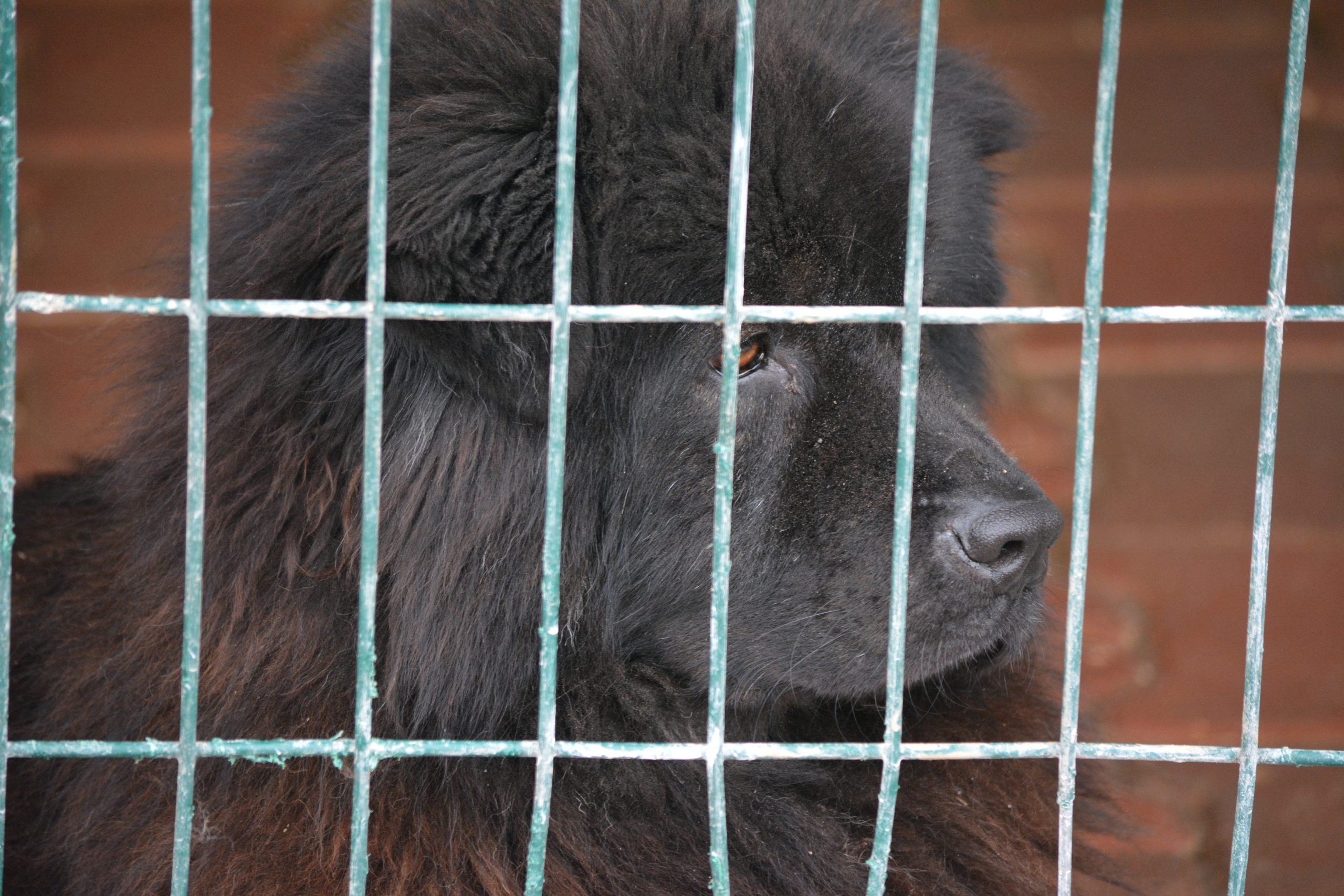 ***Reserviert*** Chow Chow Rüde „Arzu“, sucht Freunde dieser Rasse, geb. 2022