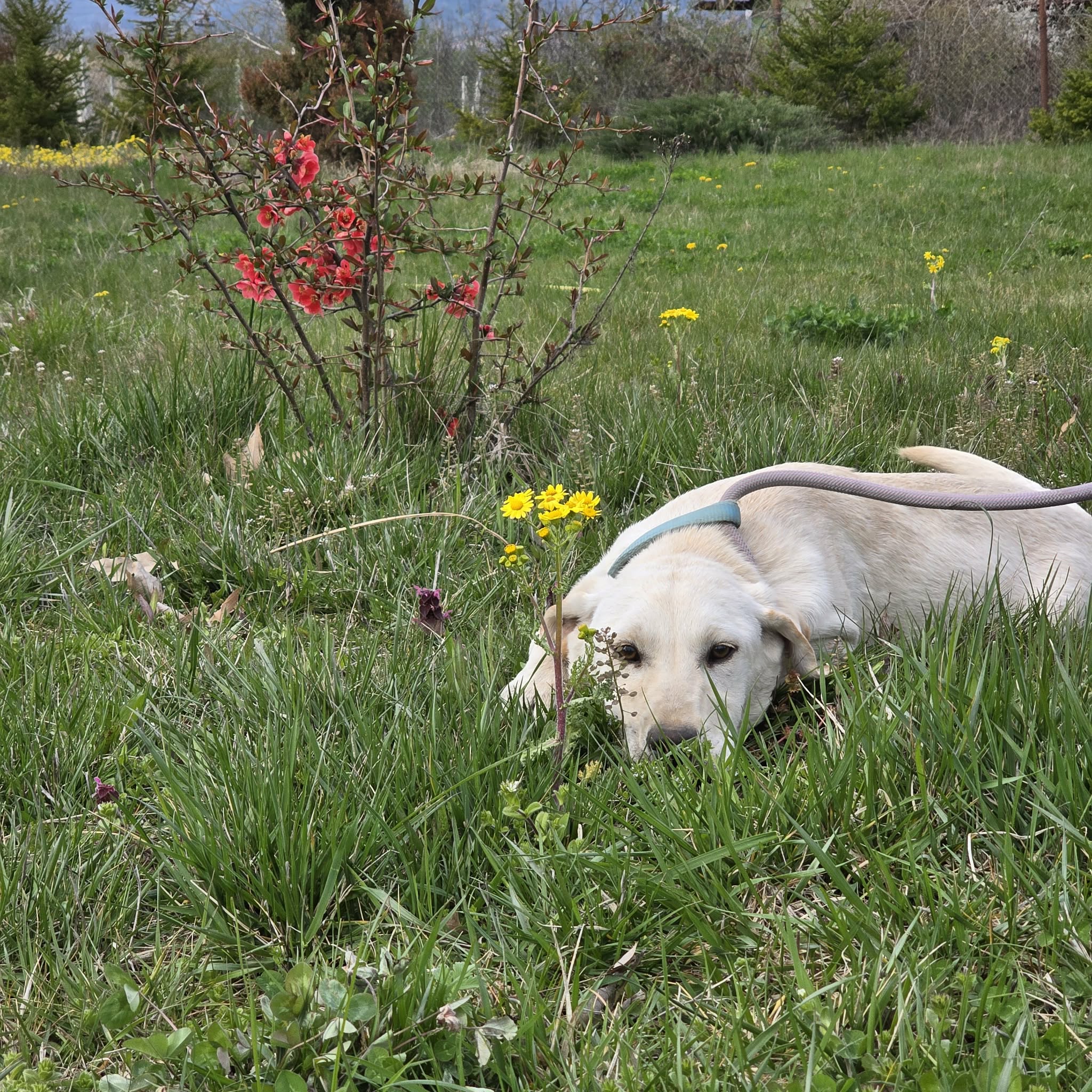 Liebe, aufgeweckte Junghündin „Bianci“, gut verträglich, ca. 12.2025 geboren.