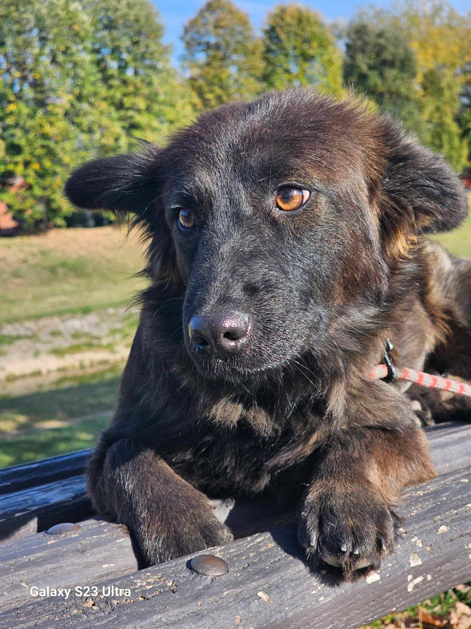 Kleine Hündin „CLEMENTINE“, ca. 11.2023 geboren.