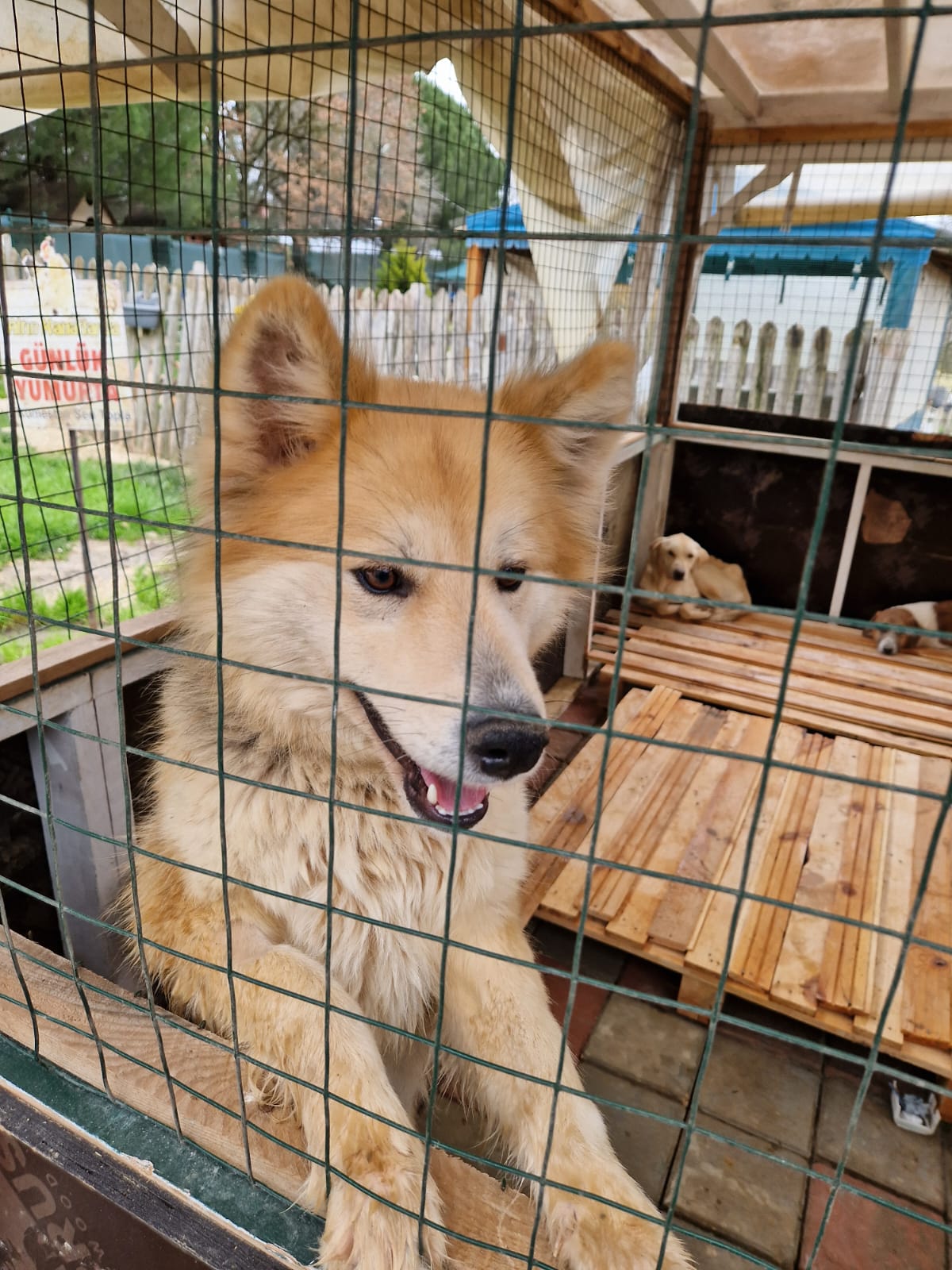 „Dakota“, ca. 2023/2024 geboren.