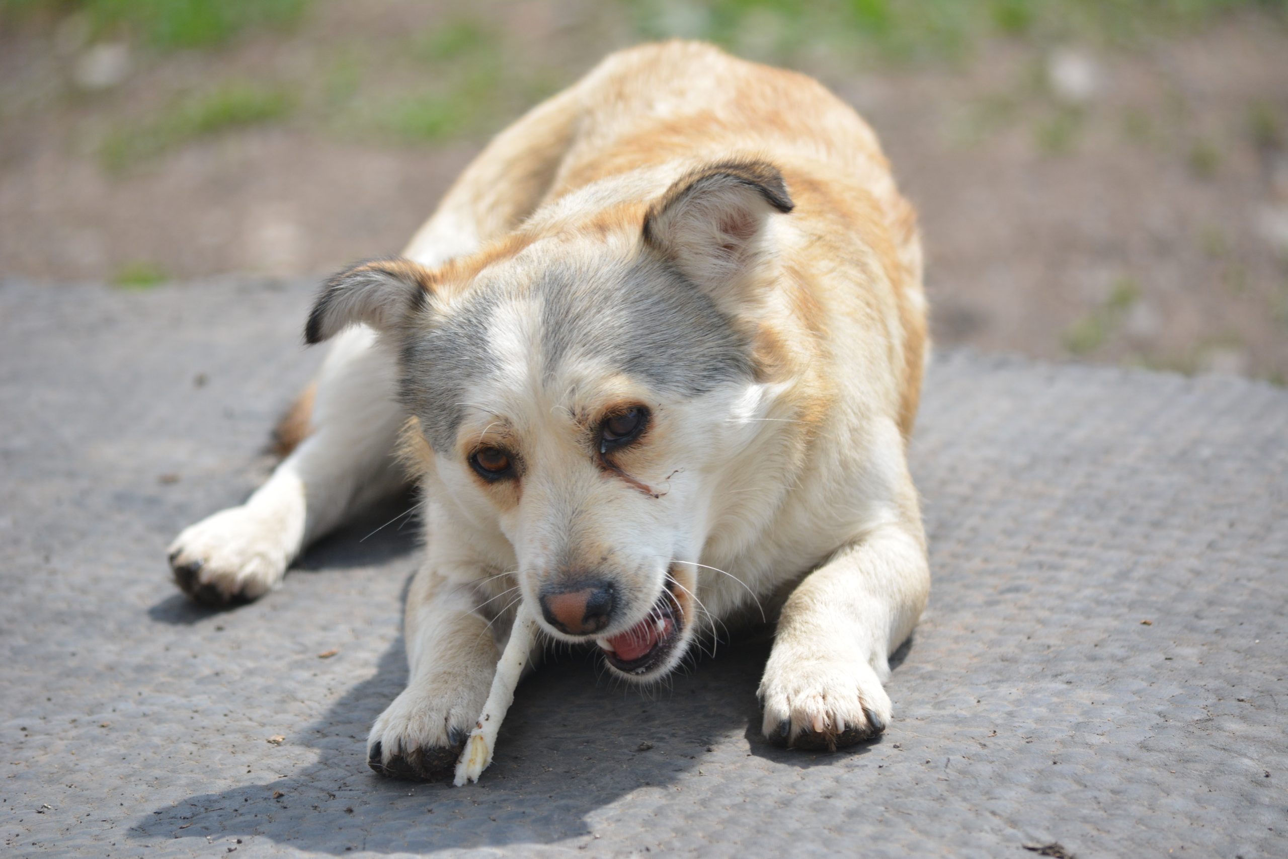 Kleiner Rüde „FELIX“, gut verträglich, sehr lieb, ausreisebereit, ca. 2023 geboren.