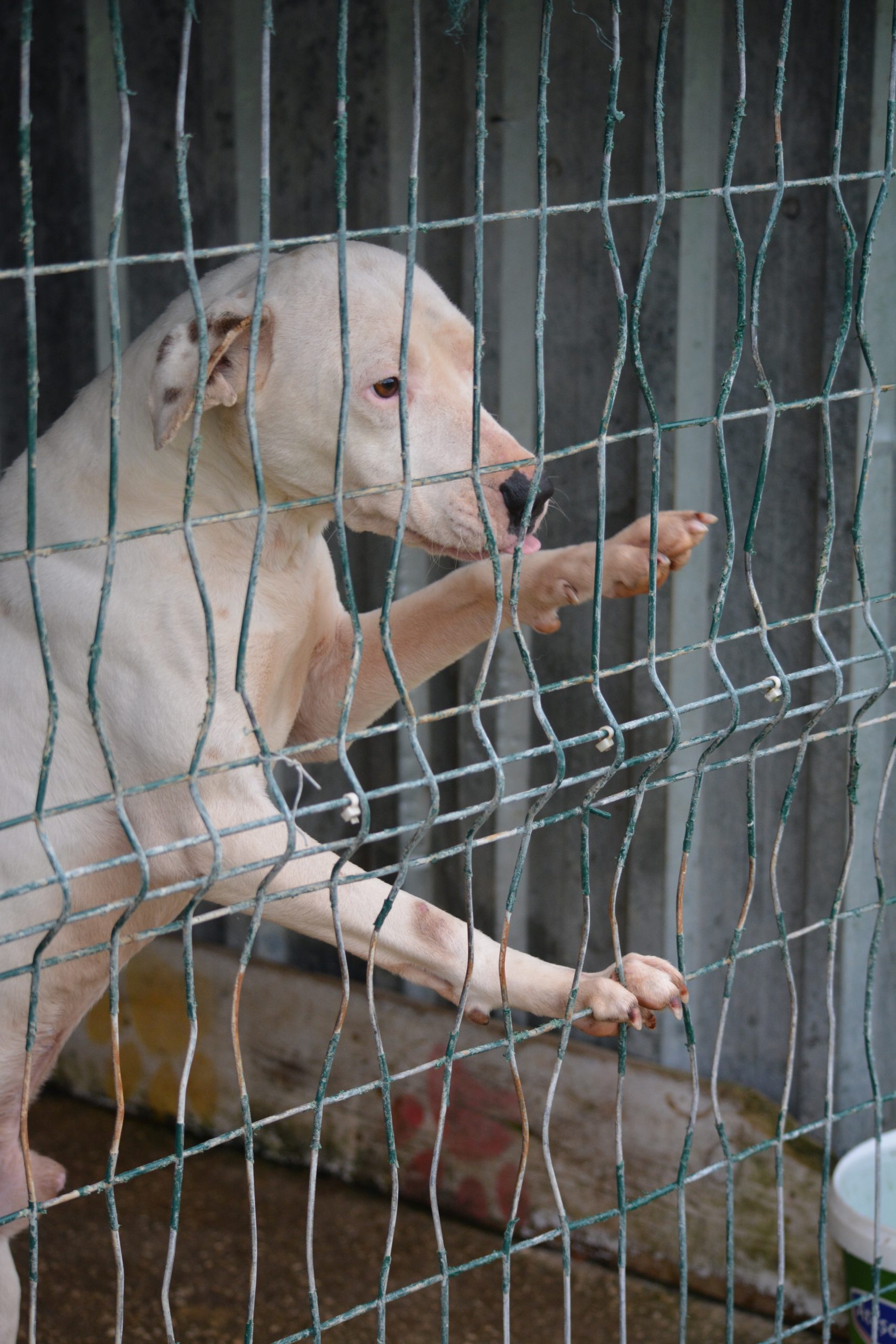 Rüde „Hawk“, ca. 2023 geboren, sehr menschenbezogen.