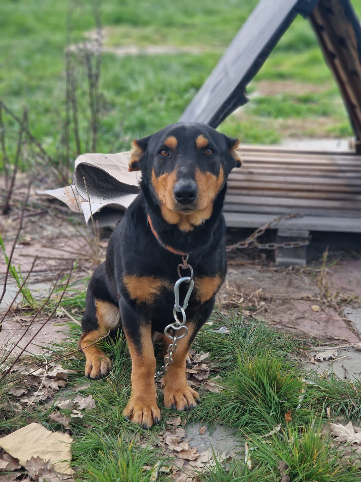 Kleiner Rüde „KNOPF“, ca. 2023/2024 geboren.