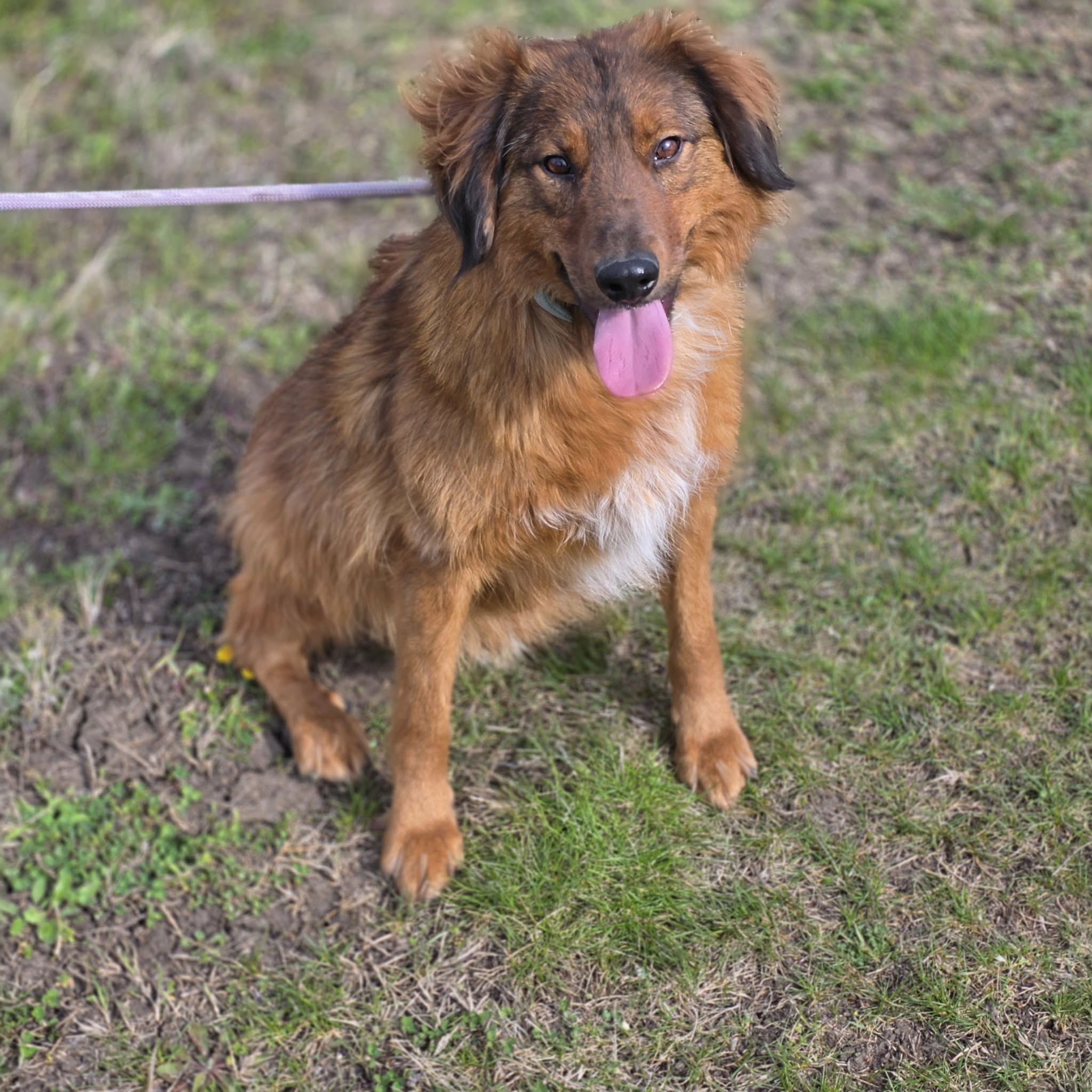 „Ledi“, gut verträglich, sehr lieb, ausreisebereit, ca. 2022/2023 geboren.