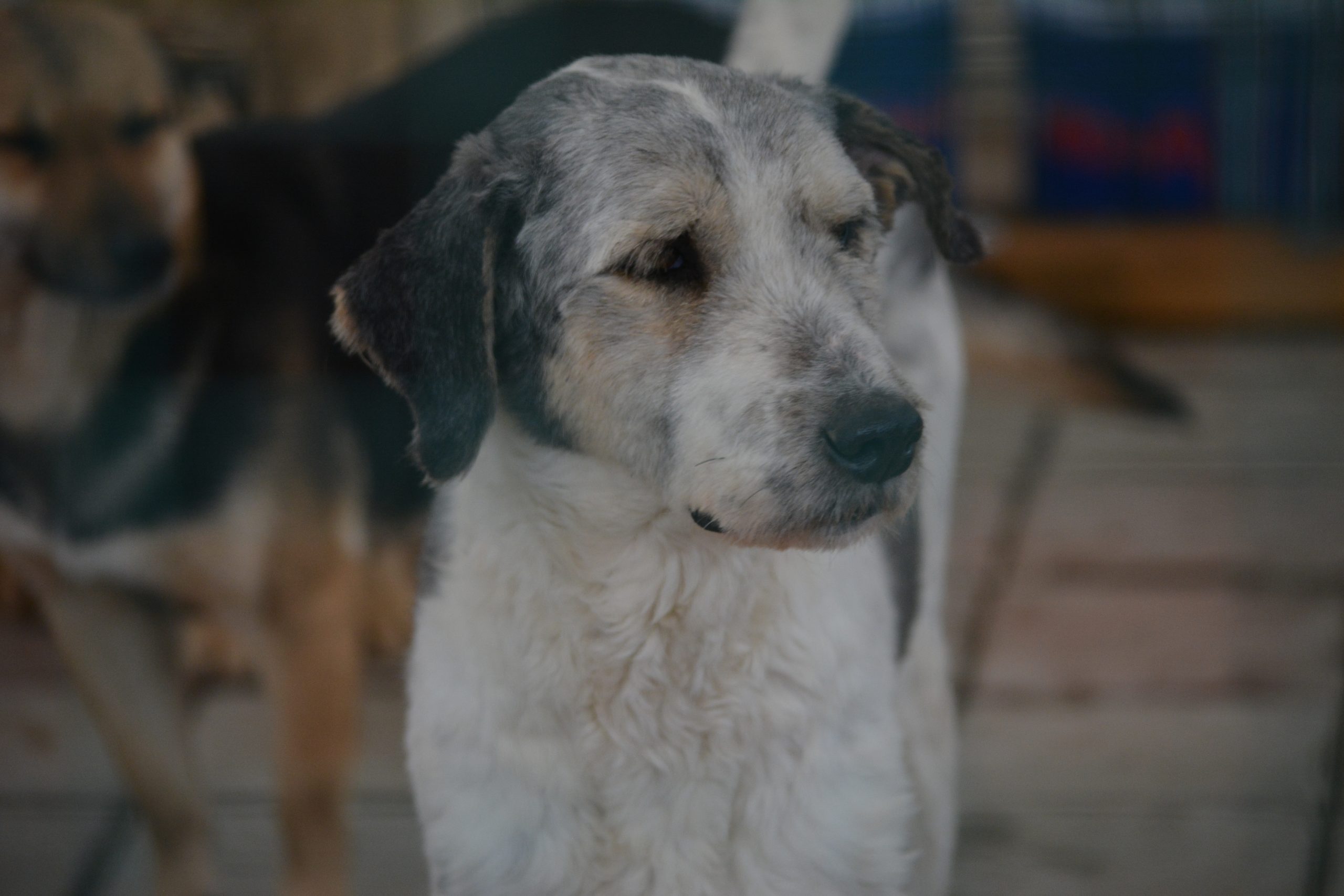 „Mailo“, ca. 2023/2024 geboren.