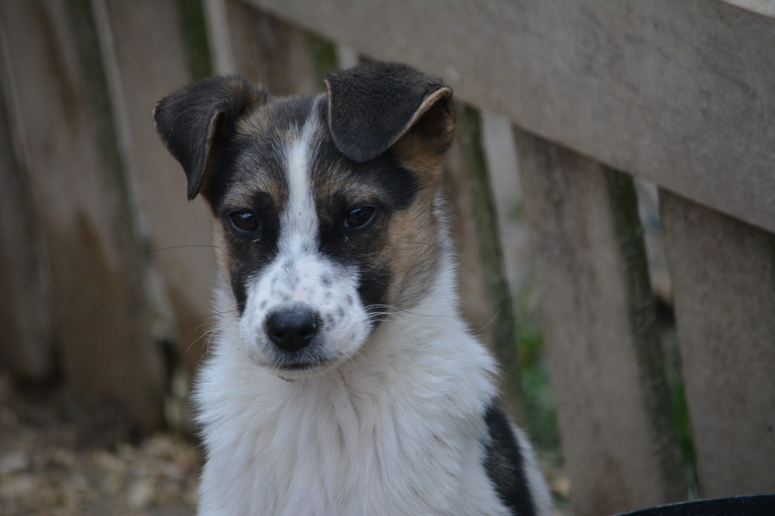 „Marlene“, ca. 02/2026 geboren.