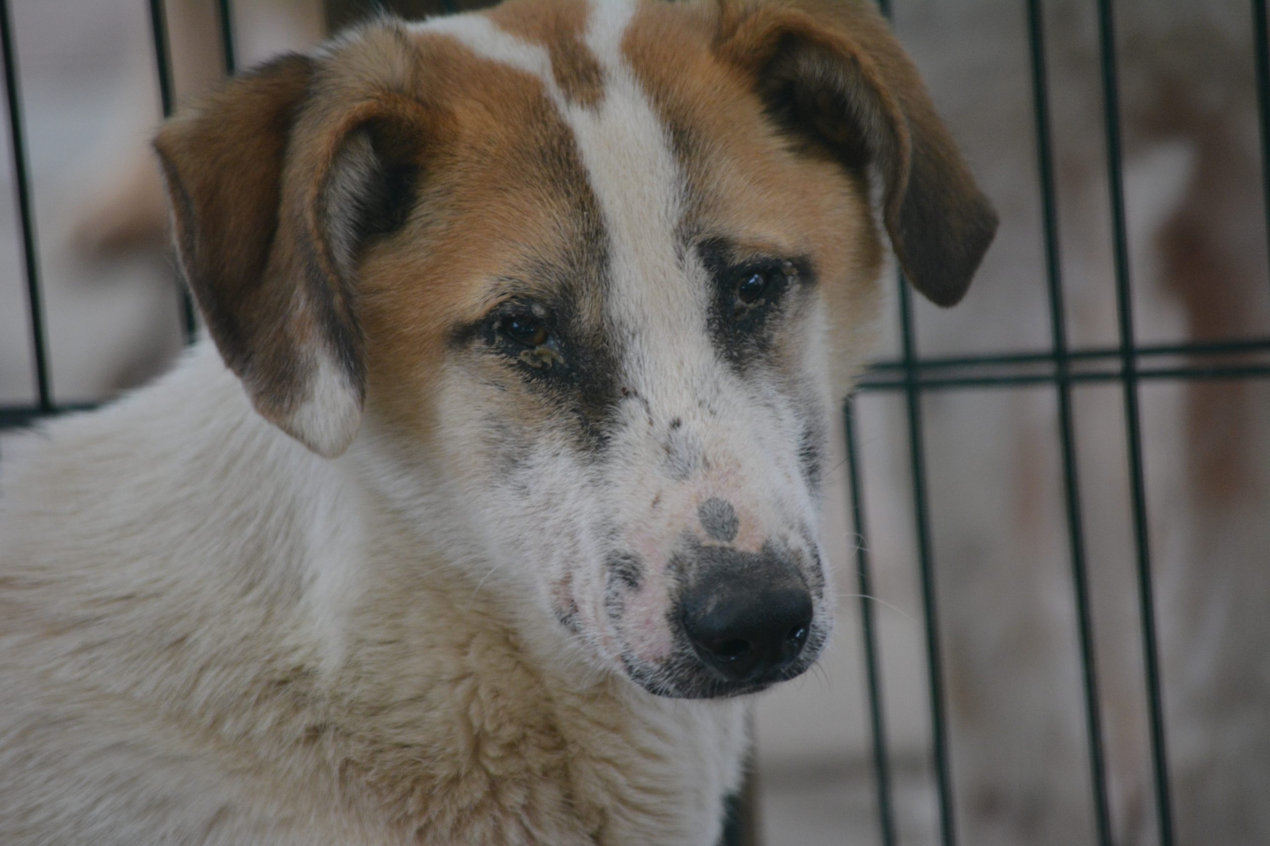 „Melody“, ca. 2023/2024 geboren.