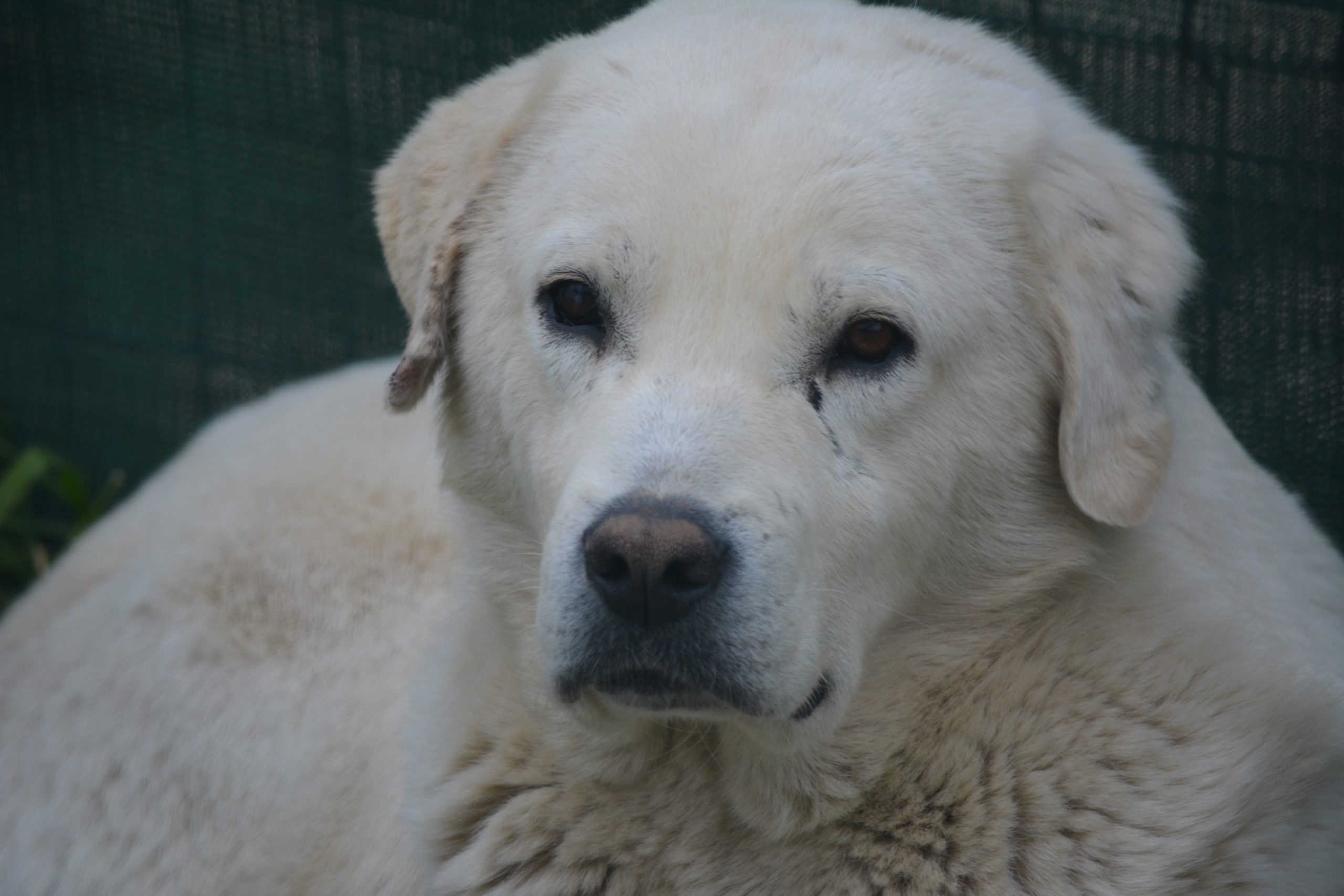 „Odin“, ca. 2021 geboren.