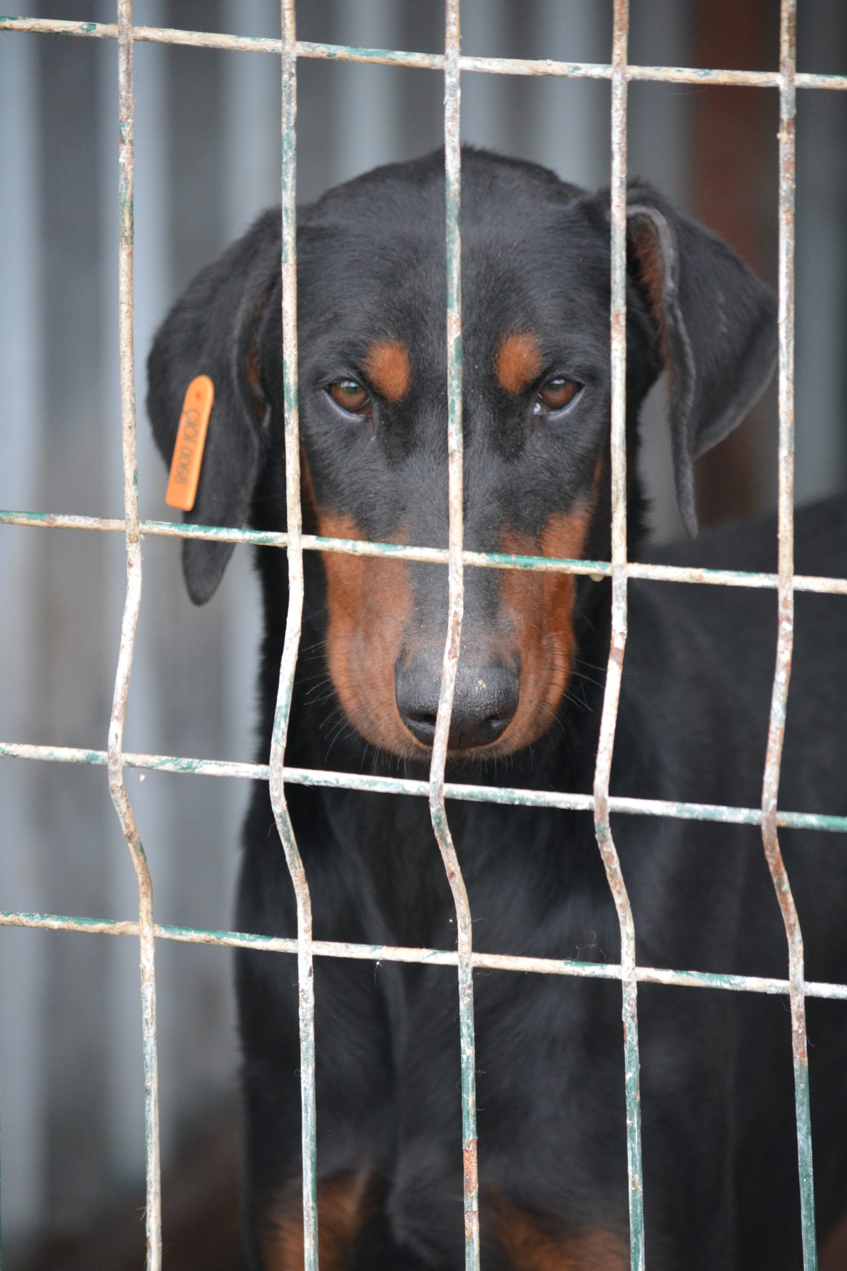 „Sariana“, ca. 2023/2024 geboren.