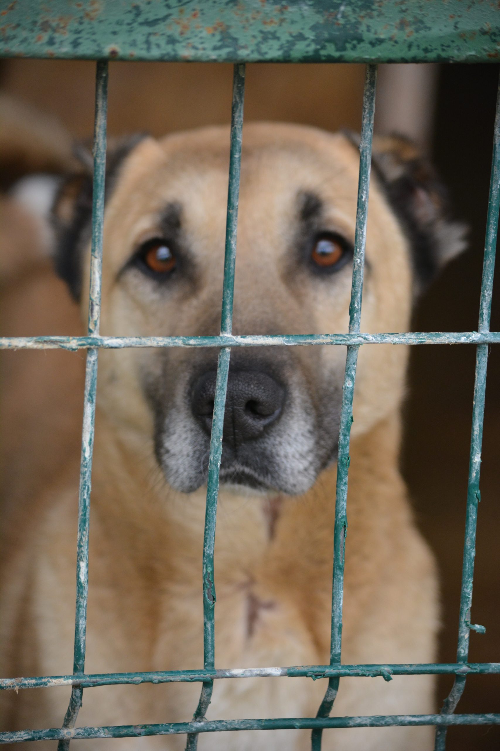 „Saru“, ca. 2021 geboren, sehr menschenbezogen.