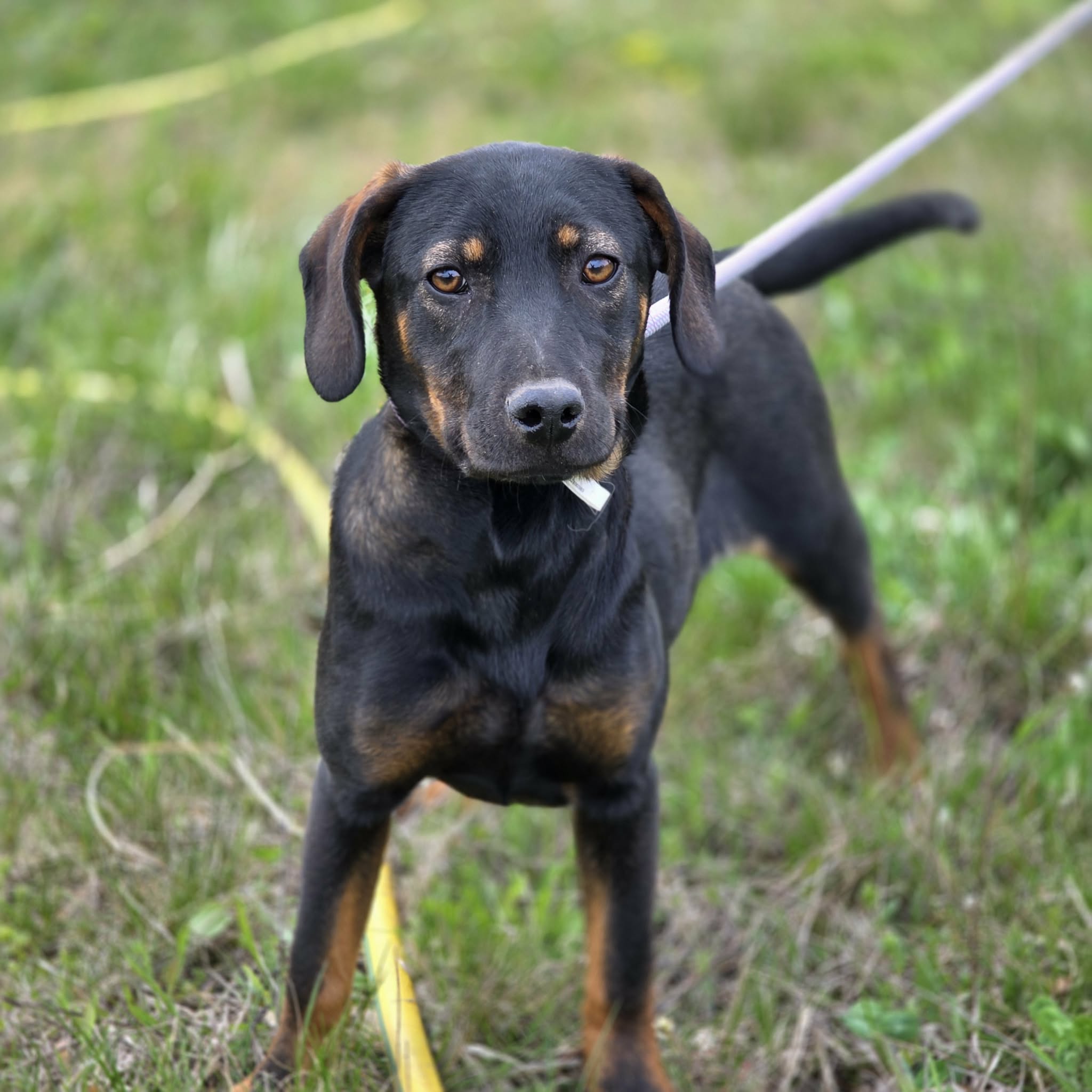 Liebe, aufgeweckte Junghündin „Zoe“, gut verträglich, ca. 12.2025 geboren.