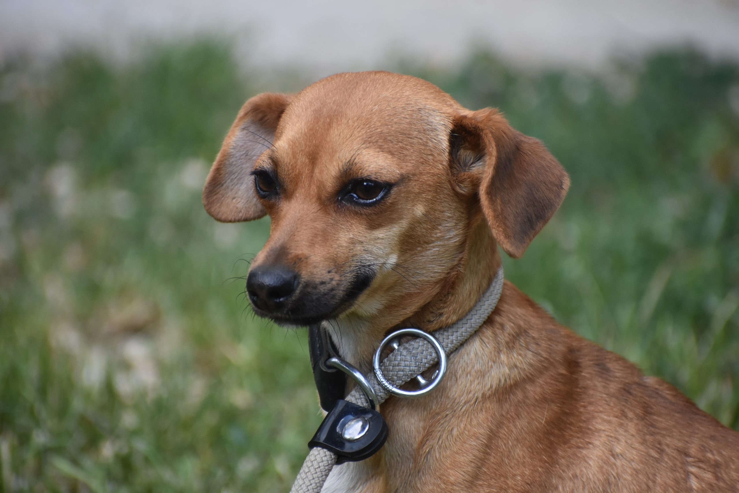 Kleine Chihuahua-Dackel Mischlingshündin „Dulcinea“, geb. 29.08.2025, sucht ein Zuhause.