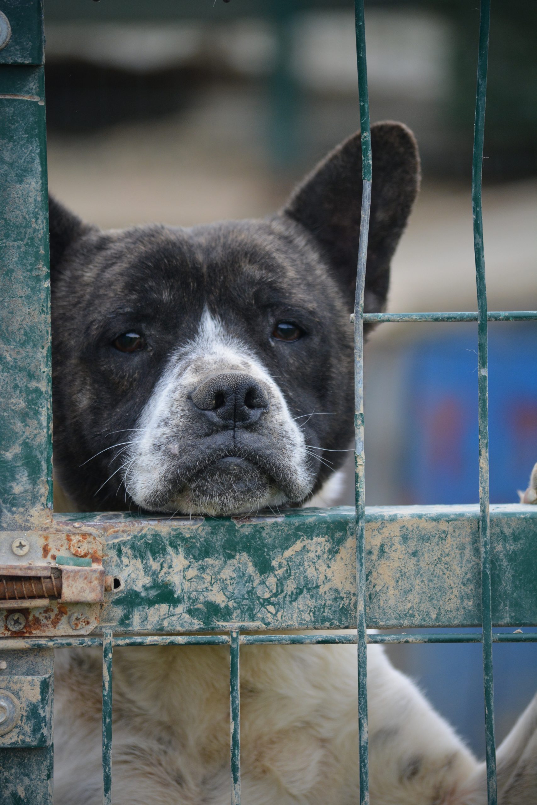 „FRANKY“, franz. Bulldoggen-Mischling, wartet verzweifelt auf ein Zuhause, gut verträglich.
