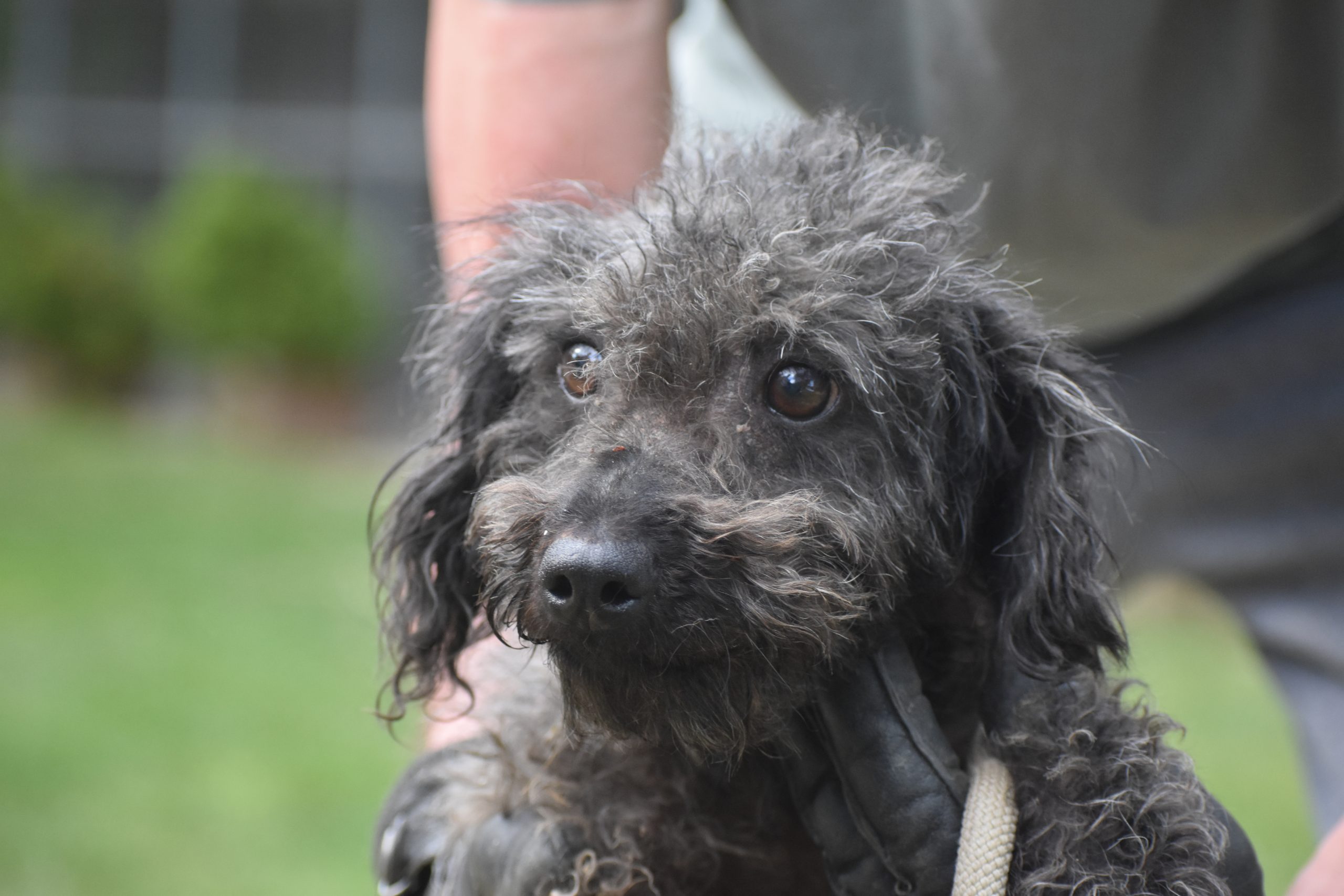 „Frida“, geboren 08.12.2025, liebe Puli-Mix-Hündin, sucht ein Zuhause.