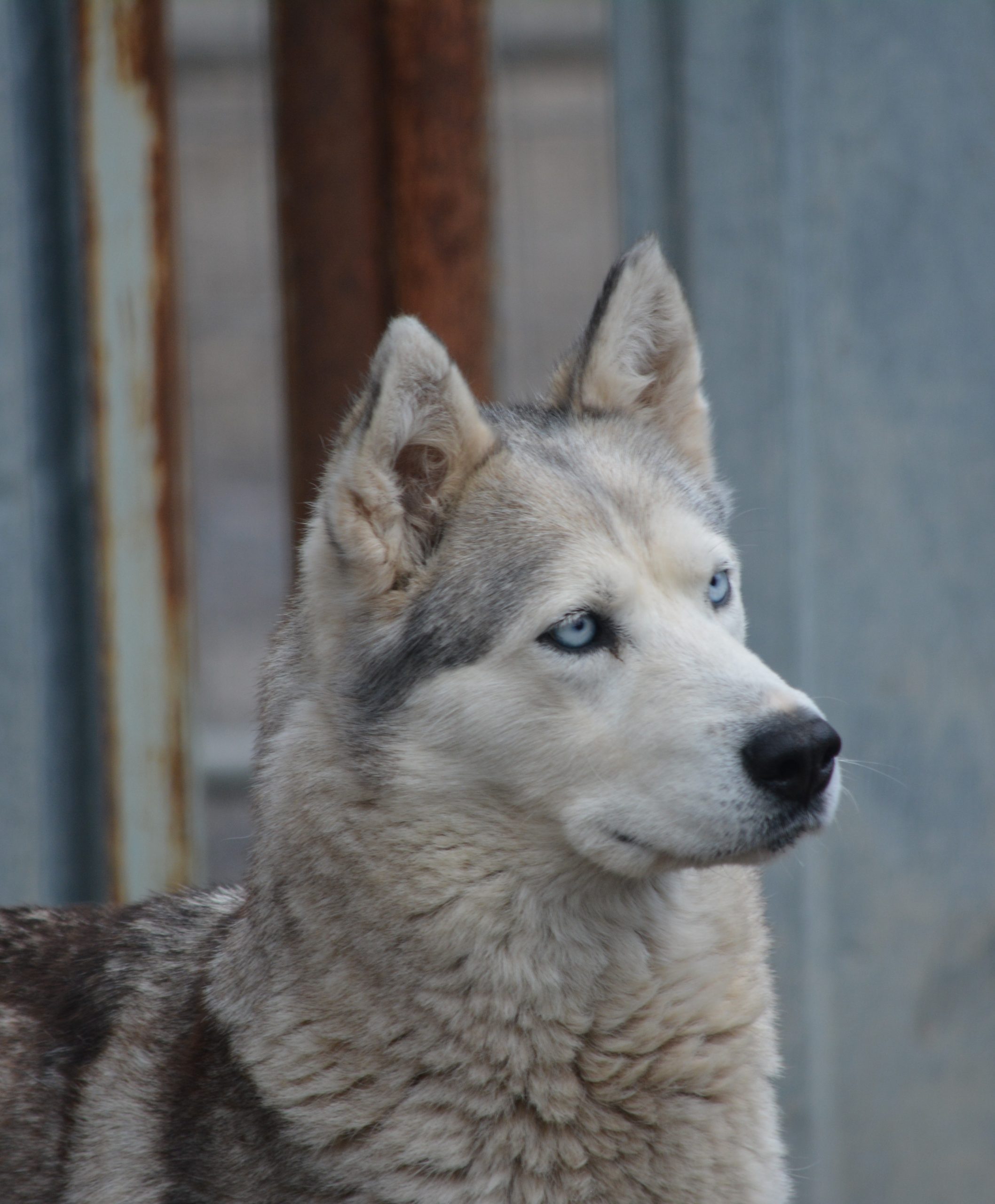 „Hanna“, ca. 2023/24 geboren, selbstbewusst und aktiv.