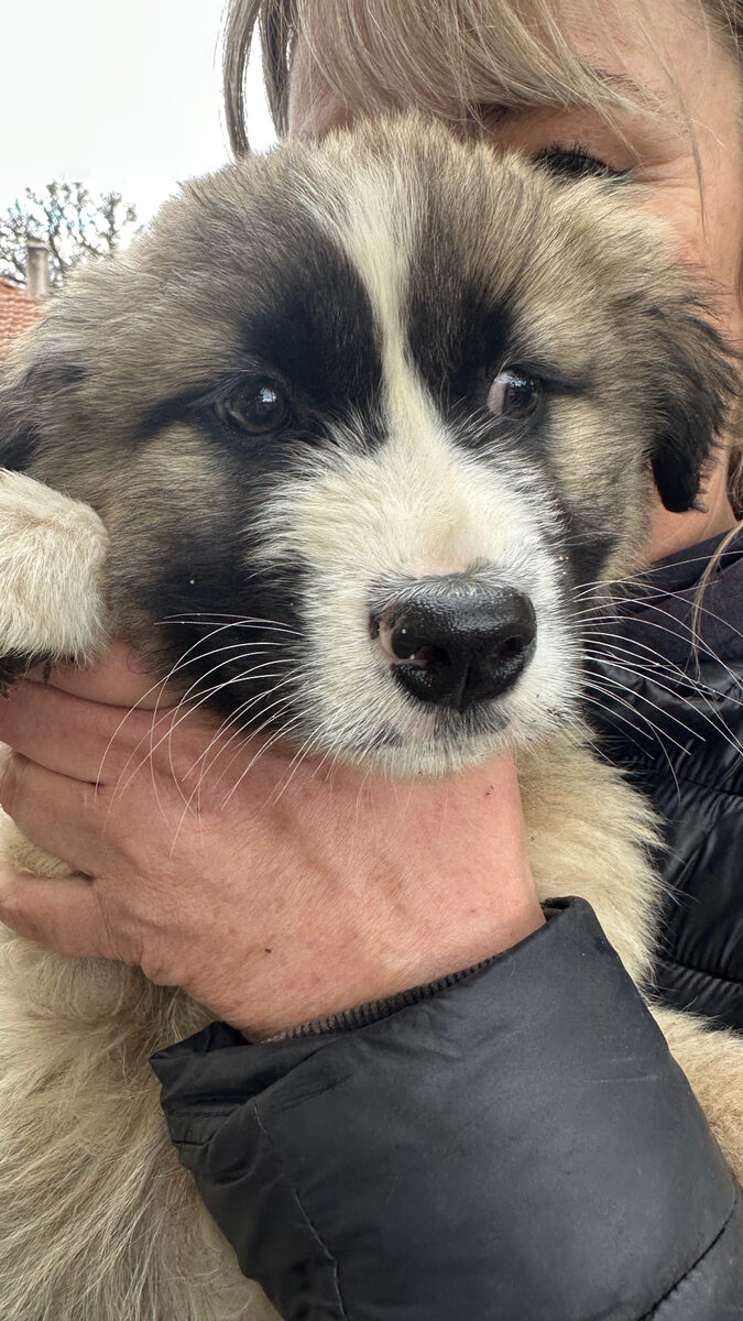 „Jodie“, wurde aus einer Messi Haltung befreit, sucht ein stabiles Zuhause, geb. 01.2026.